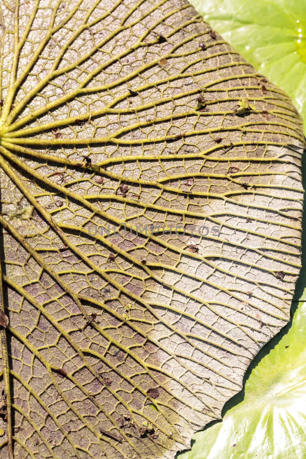 Texture green Water lily background with veins and shaded yellow and green in Naples, Florida