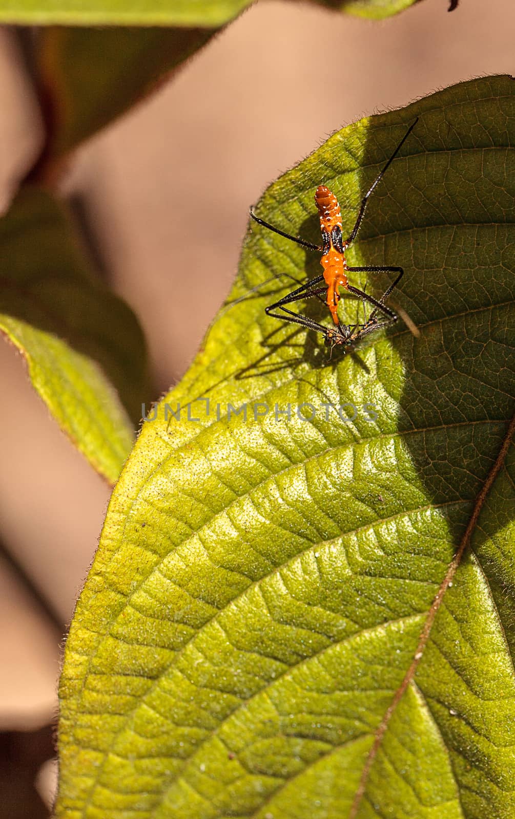 Orange Adult milkweed assassin bug, Zelus longipes Linnaeus  by steffstarr