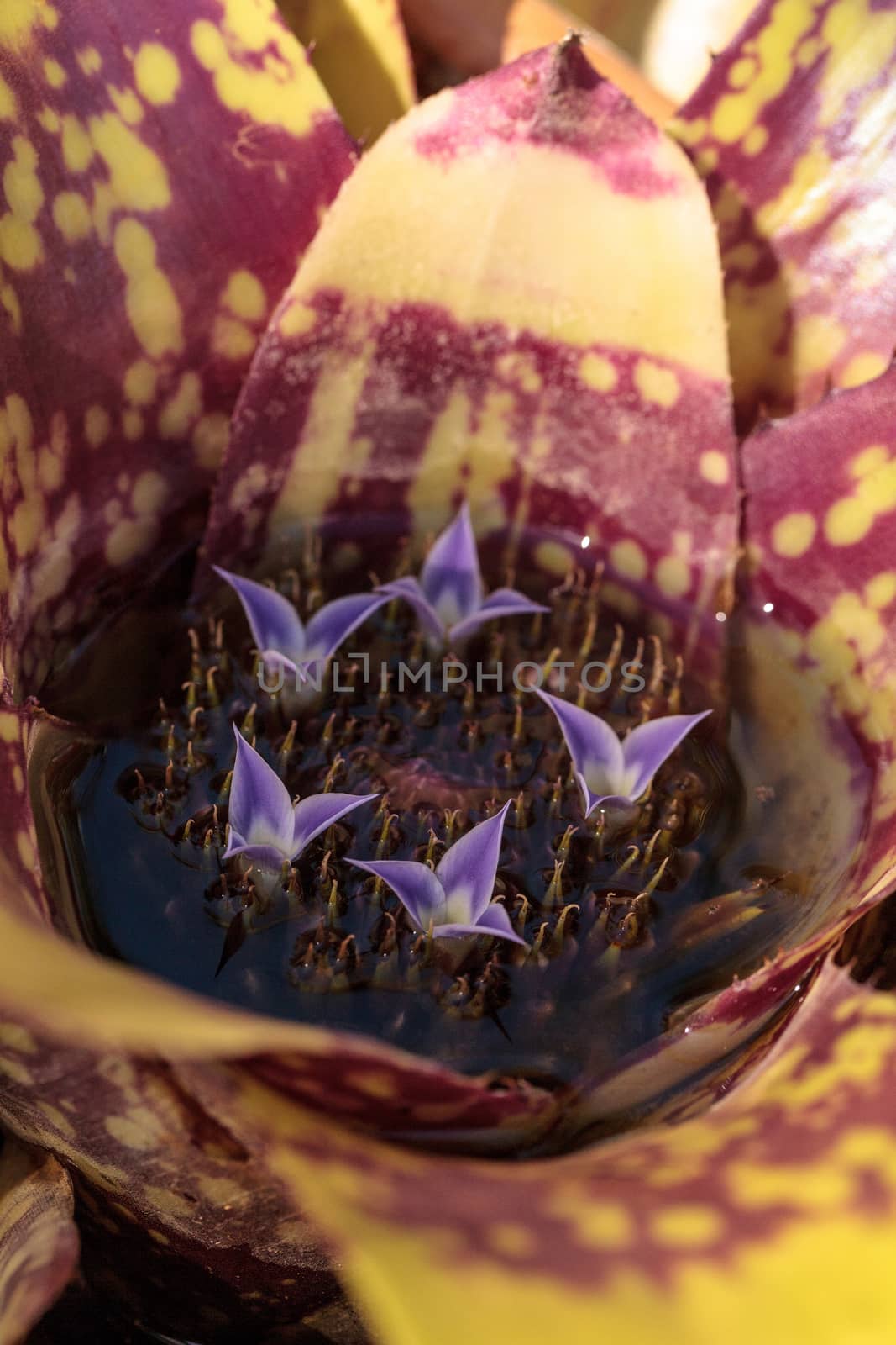 Bromeliad Neoregelia ‘Lava’ flowers bloom by steffstarr