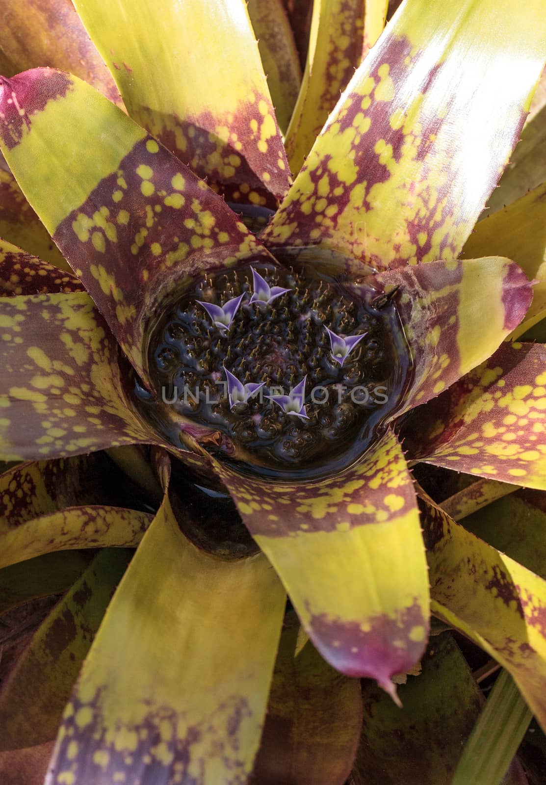 Bromeliad Neoregelia ‘Lava’ flowers bloom with waters blooming in the center in a garden in Naples, Florida.