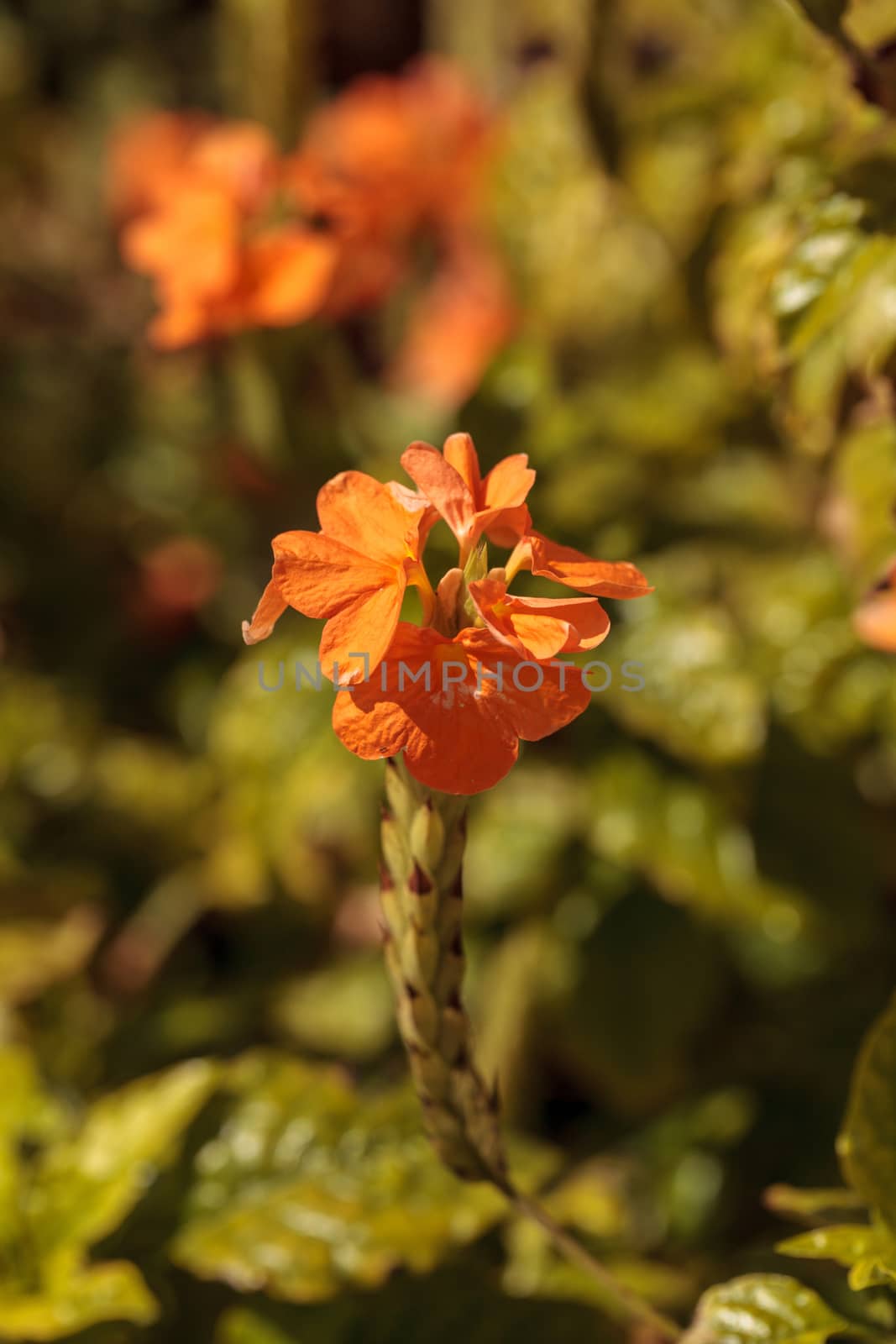 Orange Firecracker flower Crossandra infundibuliformis blooms in a garden in Naples, Florida