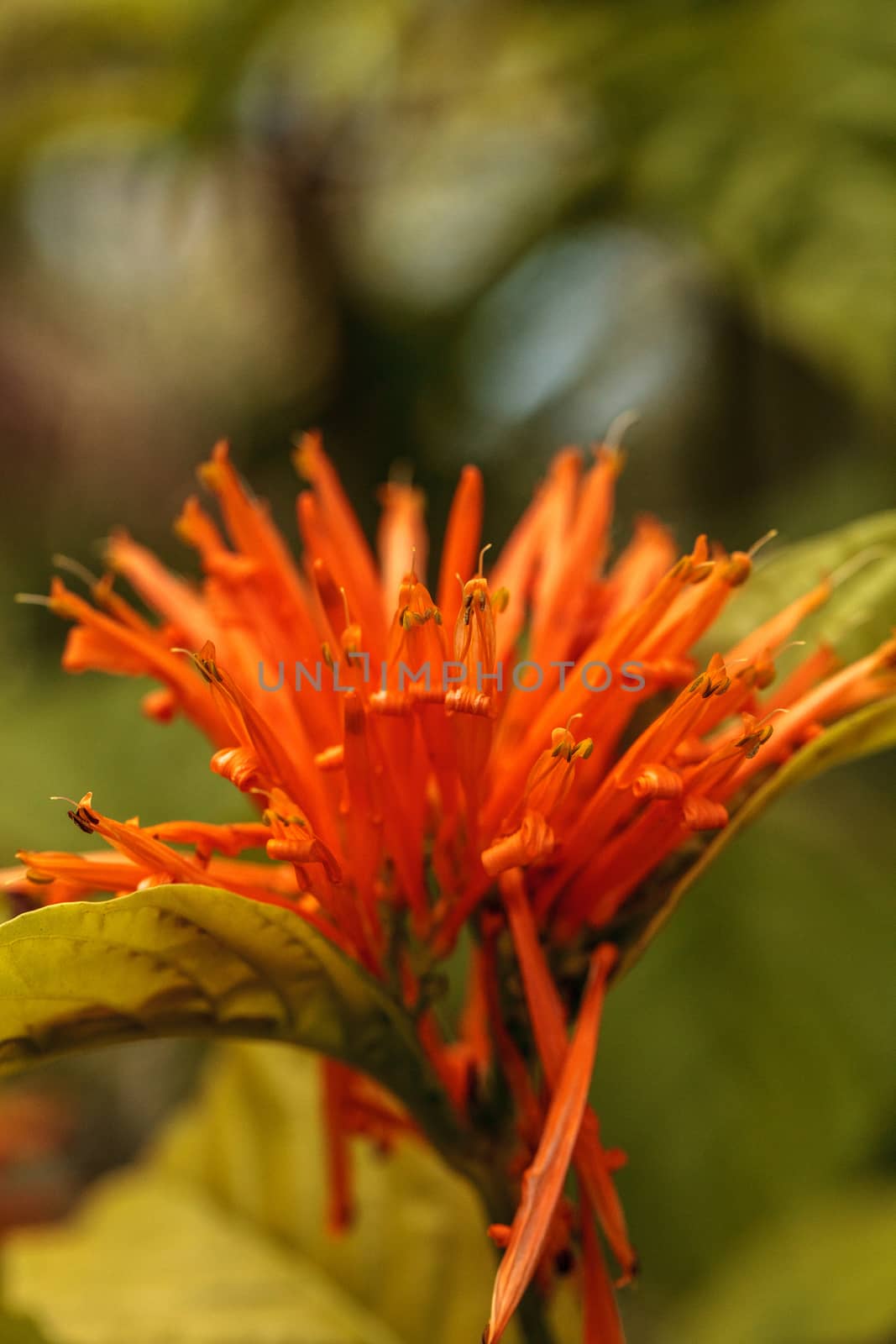 Orange Mexican honeysuckle Justicia sidicaro flower by steffstarr