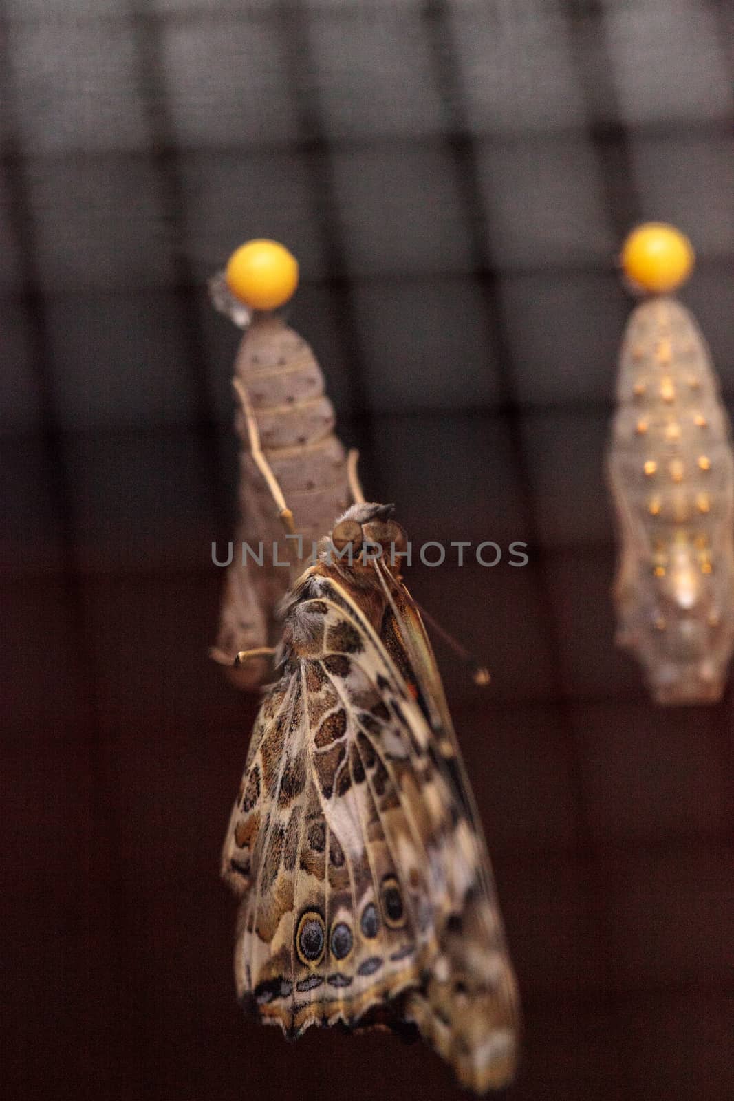 Painted lady butterfly, Vanessa cardui emerges from a chrysalis, in a butterfly garden in spring in Naples, Florida, USA