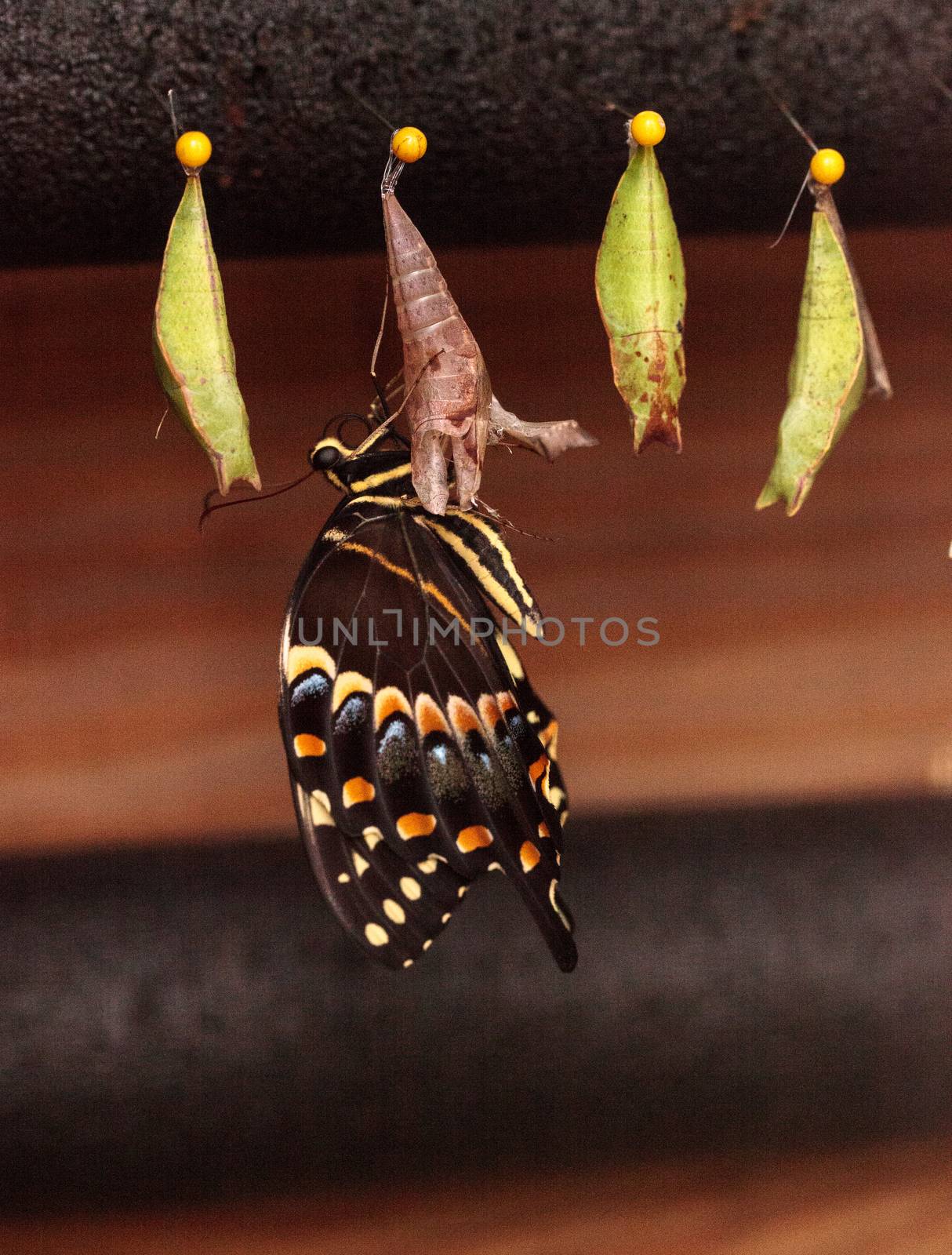 Palamedes swallowtail butterfly, Papilio palamedes, emerges from a chrysalis, in a butterfly garden in spring in Naples, Florida, USA