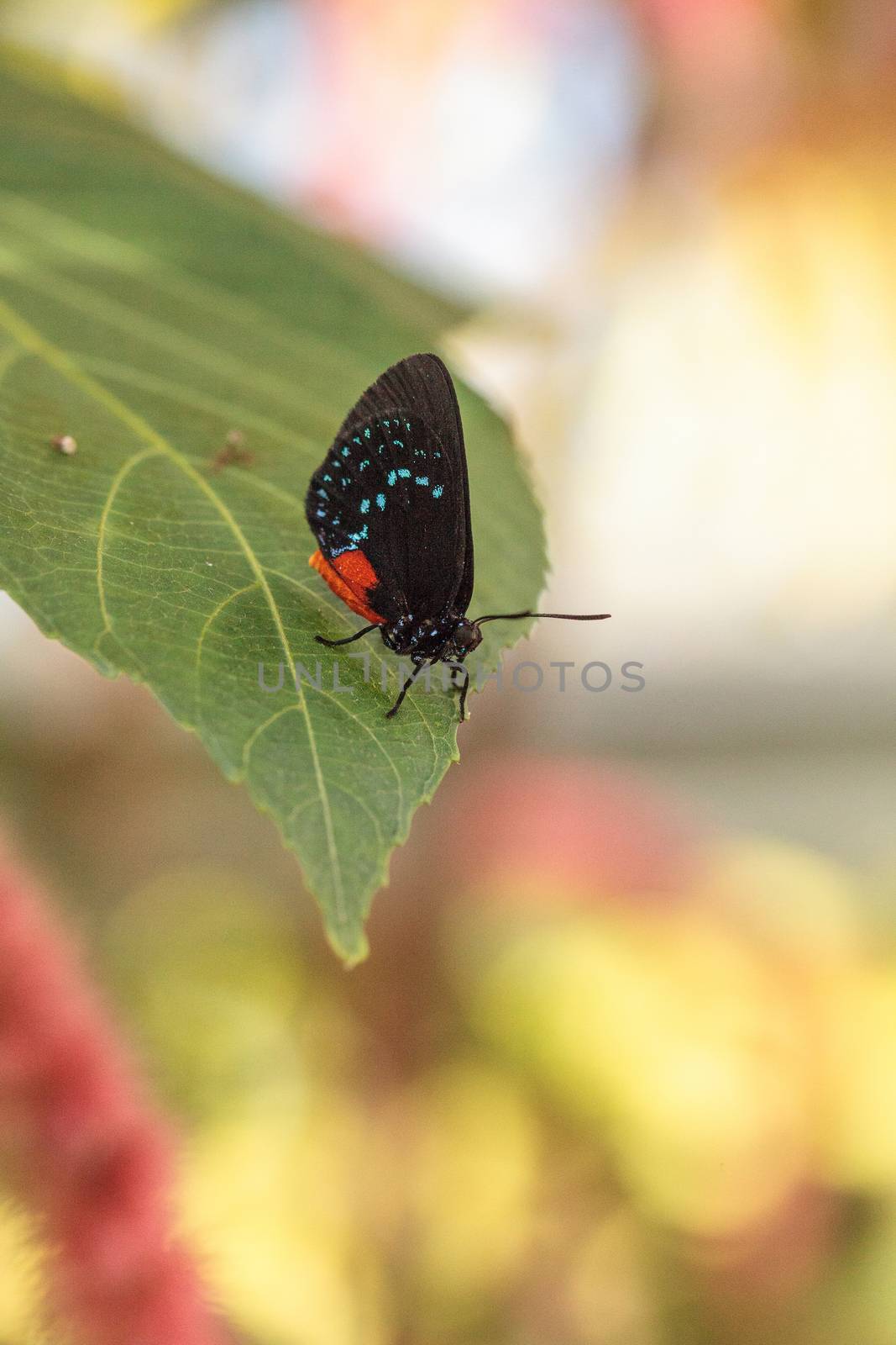 Black and orange red Atala butterfly called Eumaeus atala perche by steffstarr