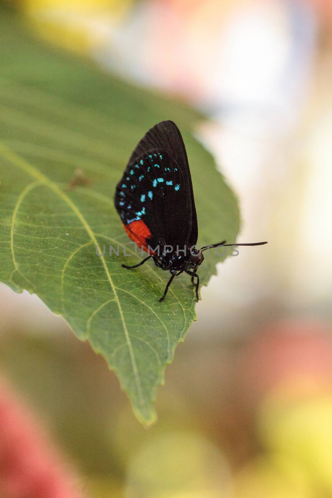 Black and orange red Atala butterfly called Eumaeus atala perche by steffstarr