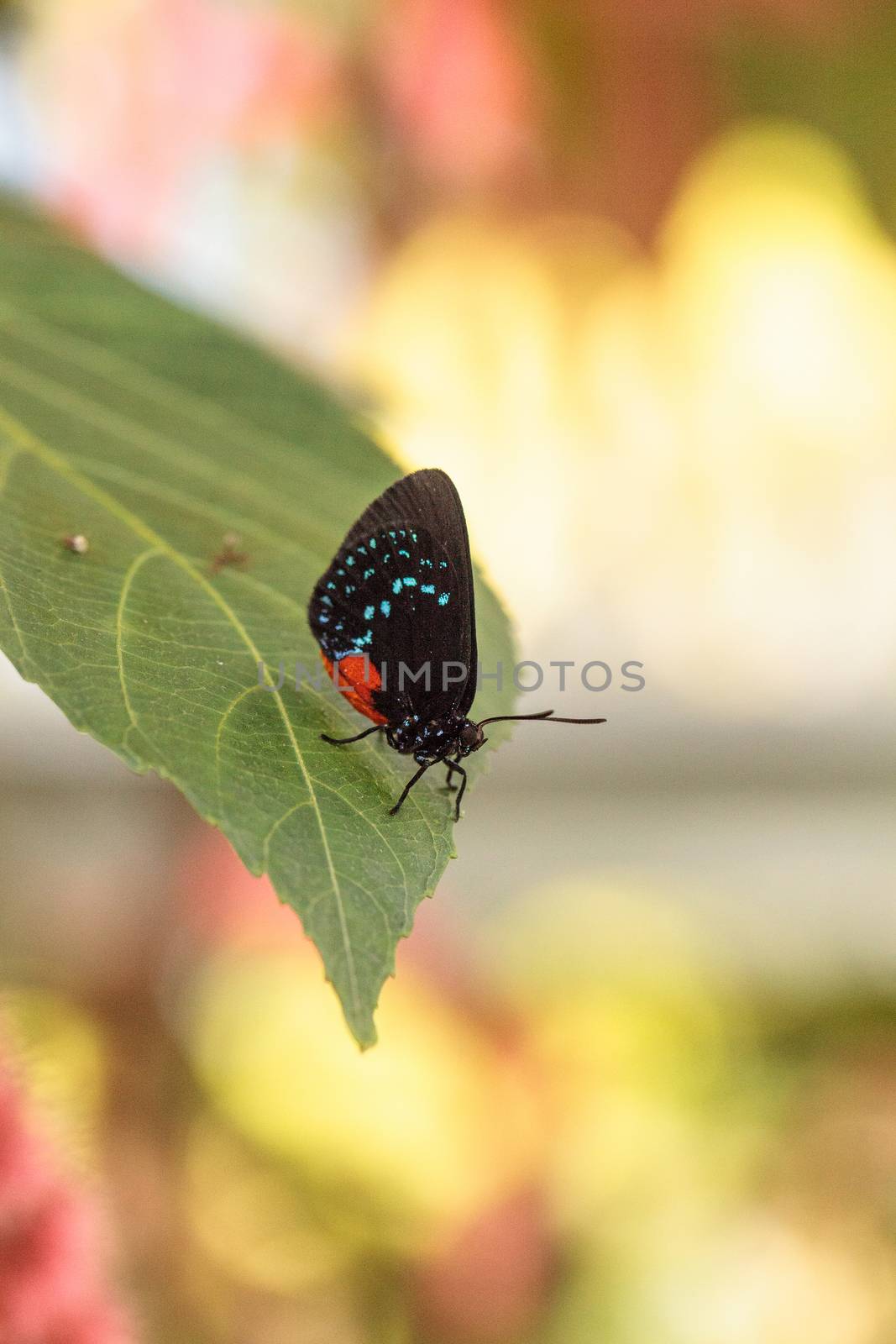 Black and orange red Atala butterfly called Eumaeus atala perche by steffstarr