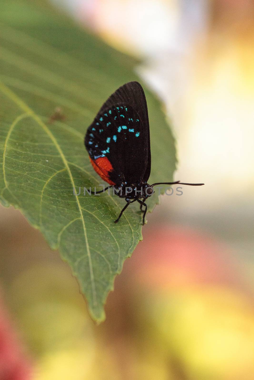 Black and orange red Atala butterfly called Eumaeus atala perches on a green leaf in a botanical garden in Naples, Florida