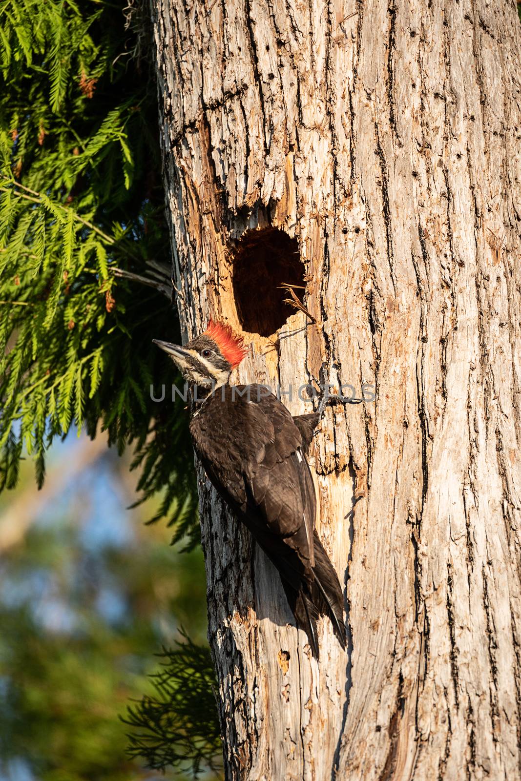 Adult pileated woodpecker bird Dryocopus pileatus feeds baby chi by steffstarr