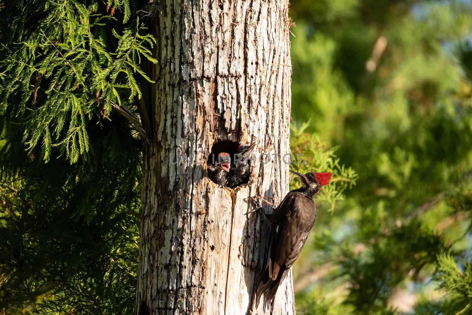 Adult pileated woodpecker bird Dryocopus pileatus feeds baby chi by steffstarr