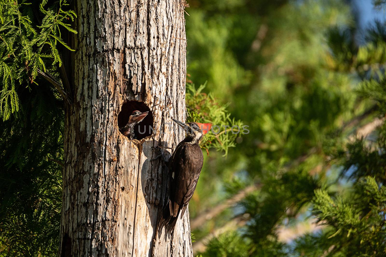 Adult pileated woodpecker bird Dryocopus pileatus feeds baby chi by steffstarr