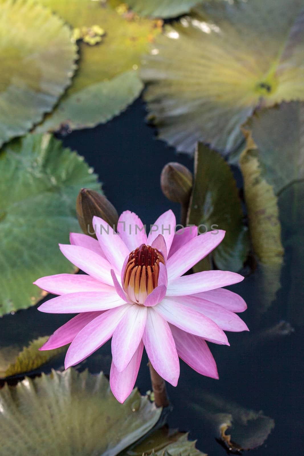 Pink water lily Nymphaea blooms in the Corkscrew Swamp Sanctuary in Naples, Florida