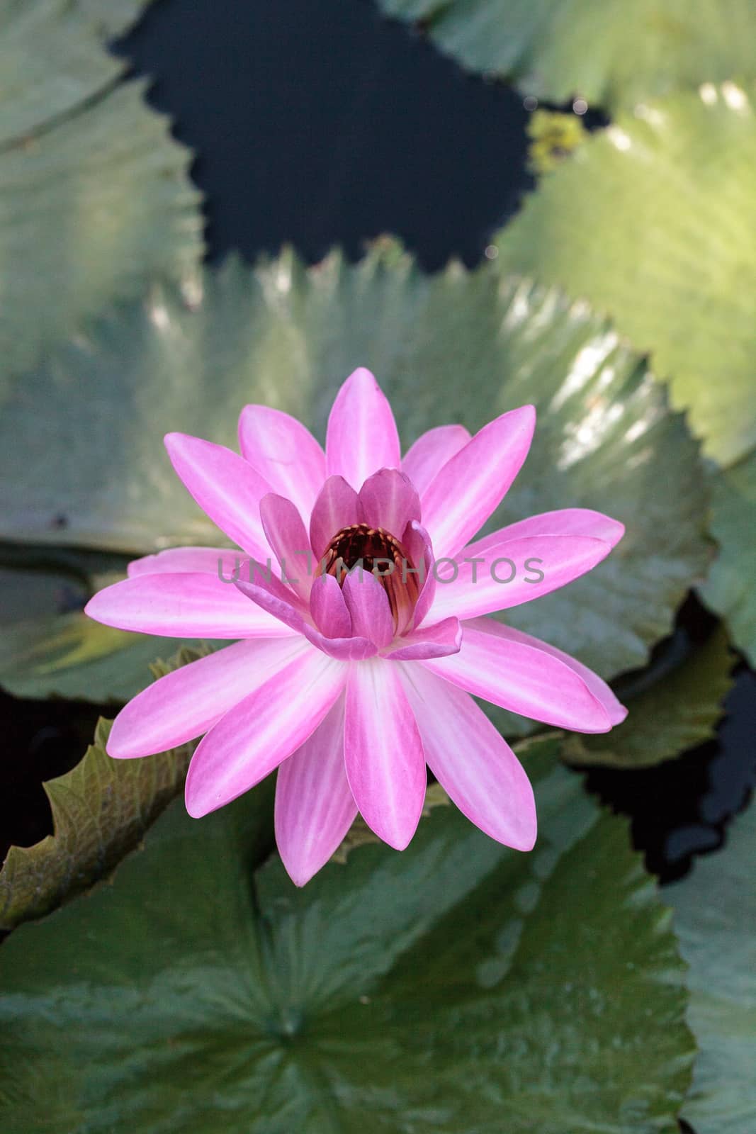 Pink water lily Nymphaea blooms in the Corkscrew Swamp Sanctuary in Naples, Florida