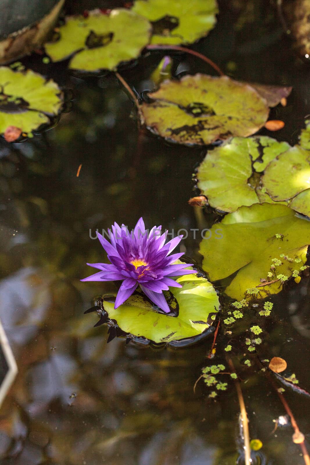 Blue Star Water lily Nymphaea nouchali blossoms among lily pads on a pond in Naples, Florida