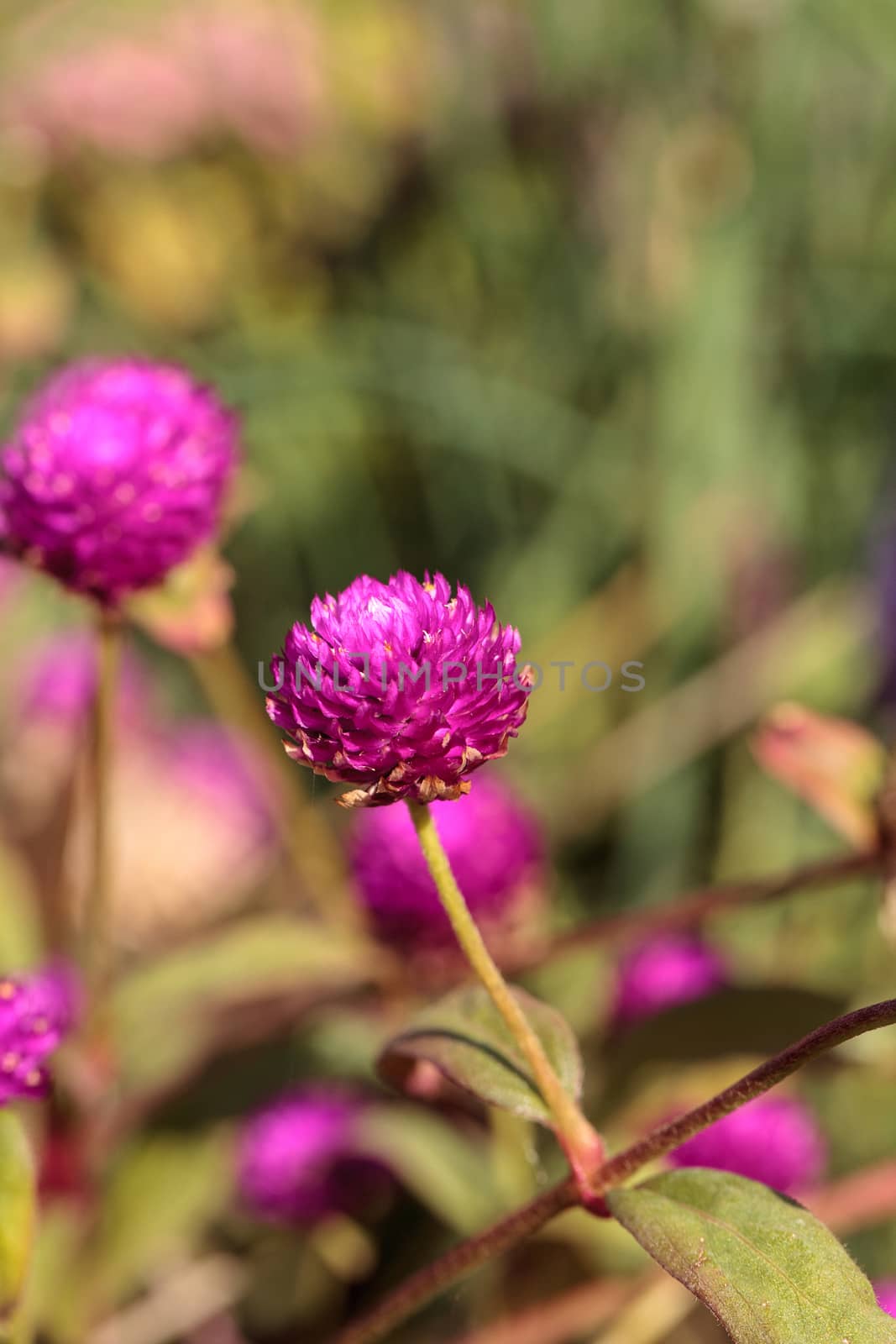 Gomphrena globosa Purple flower blooms in a garden in Naples, Florida