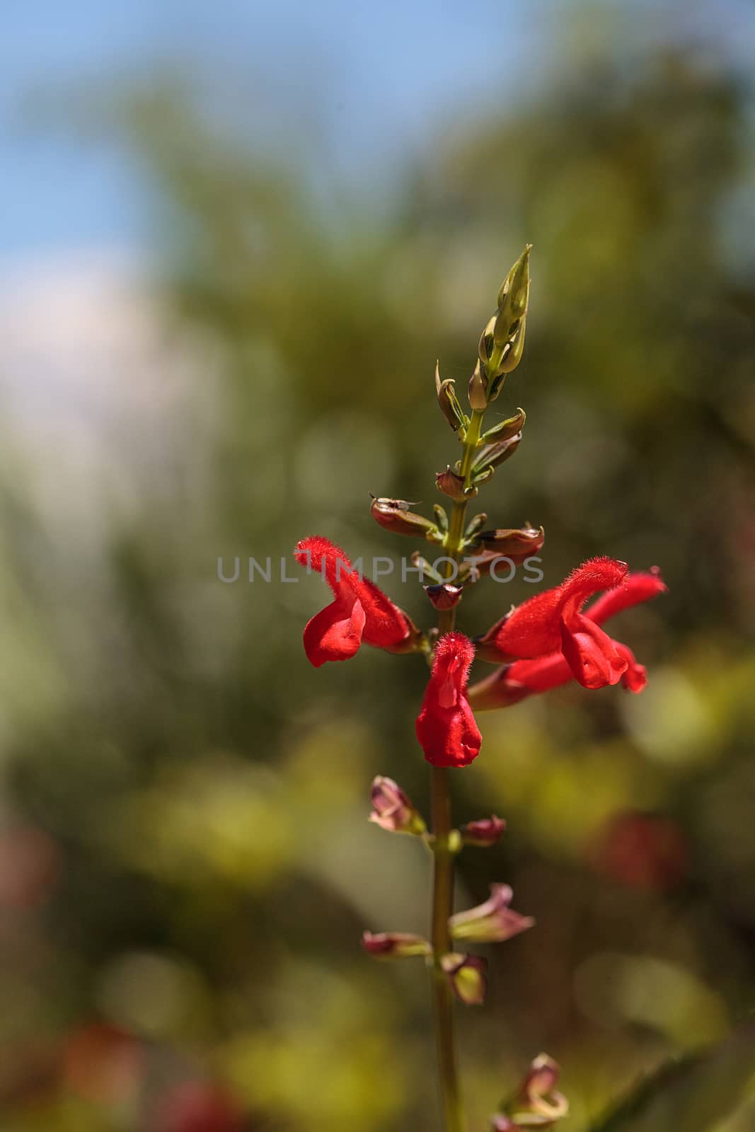 Red Salvia ‘Phyllis fancy’ flower blooms in a garden in Naples, Florida