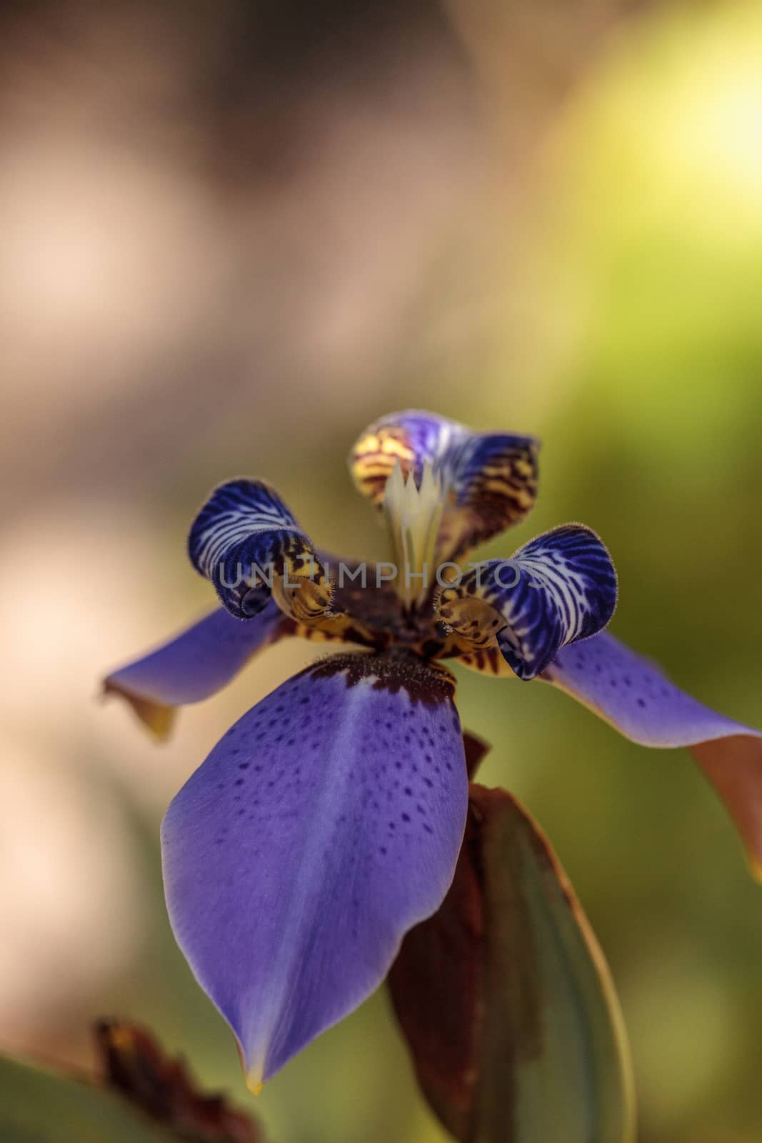 Purple Walking iris Neomarica caerulea ‘Regina’ blooms in a botanical garden in Naples, Florida