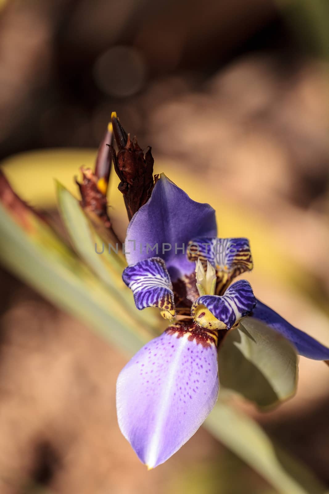 Purple Walking iris Neomarica caerulea ‘Regina’ blooms in a botanical garden in Naples, Florida