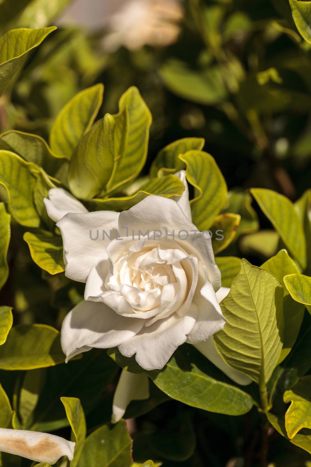 White gardenia blooms in a garden in spring in Naples, Florida