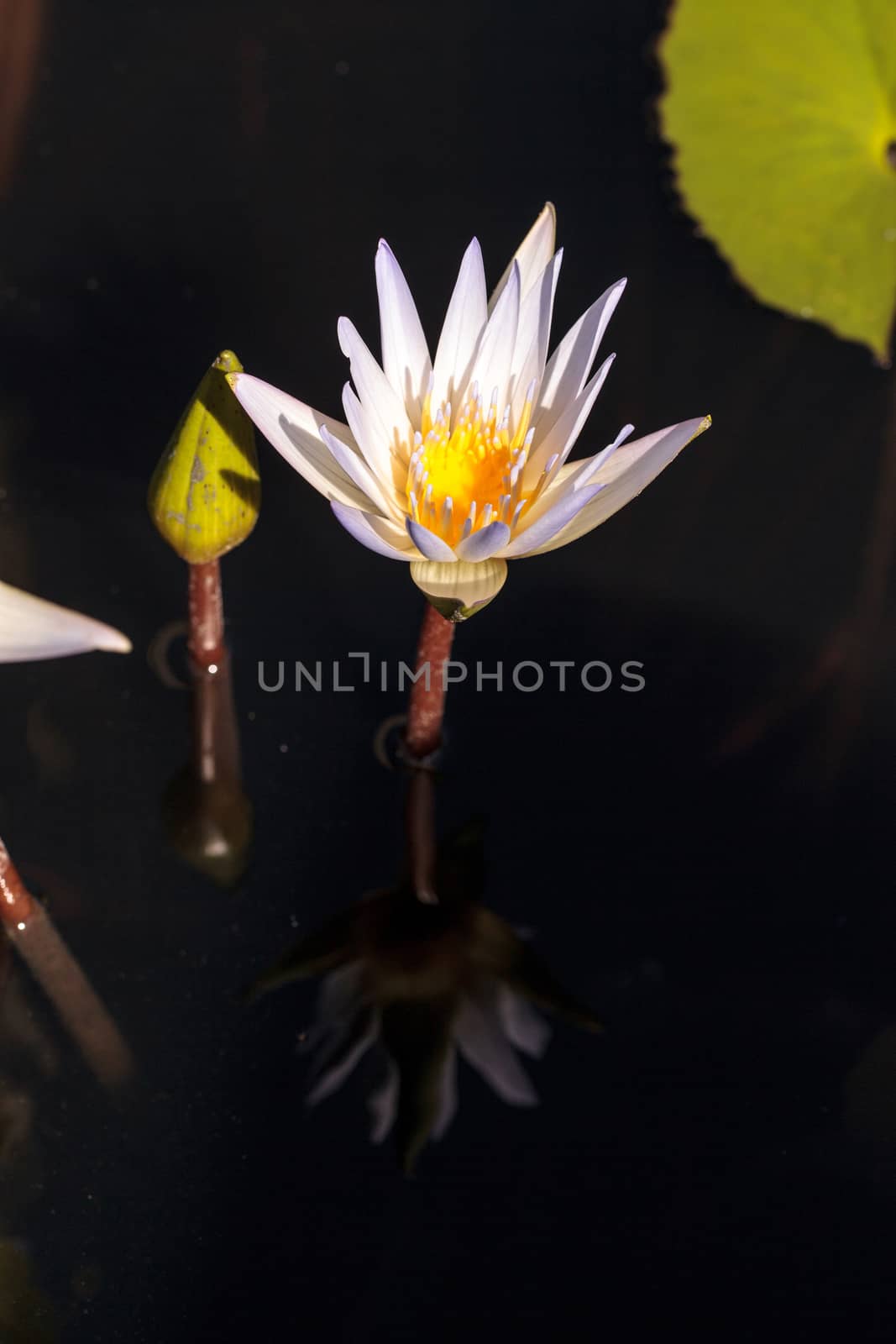 White water lily Nymphaea blooms in the Corkscrew Swamp Sanctuary in Naples, Florida
