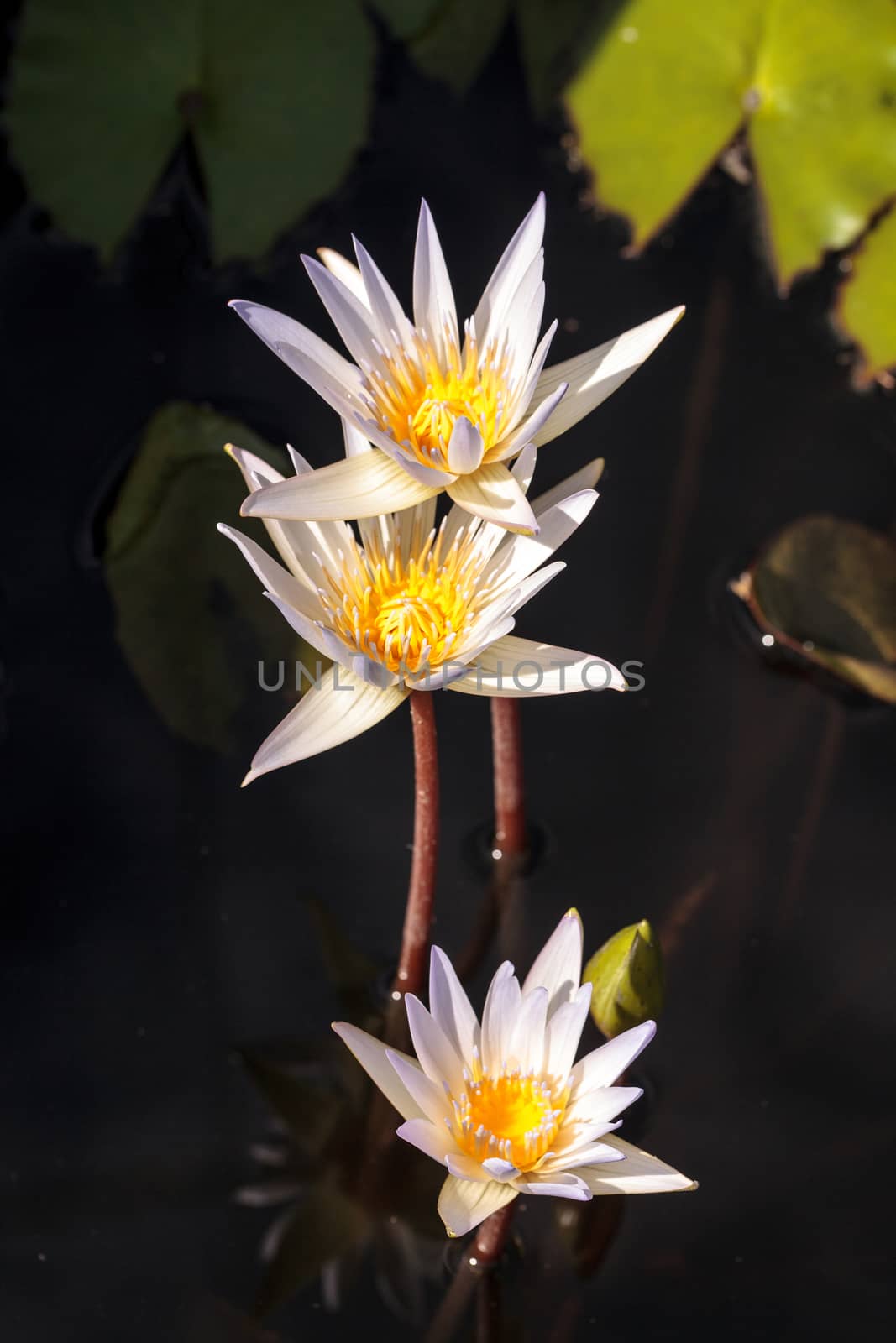 White water lily Nymphaea blooms in the Corkscrew Swamp Sanctuary in Naples, Florida