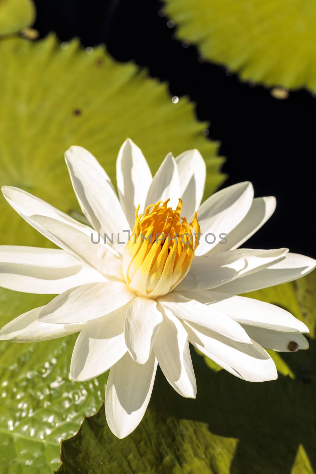 White water lily Nymphaea blooms in the Corkscrew Swamp Sanctuary in Naples, Florida