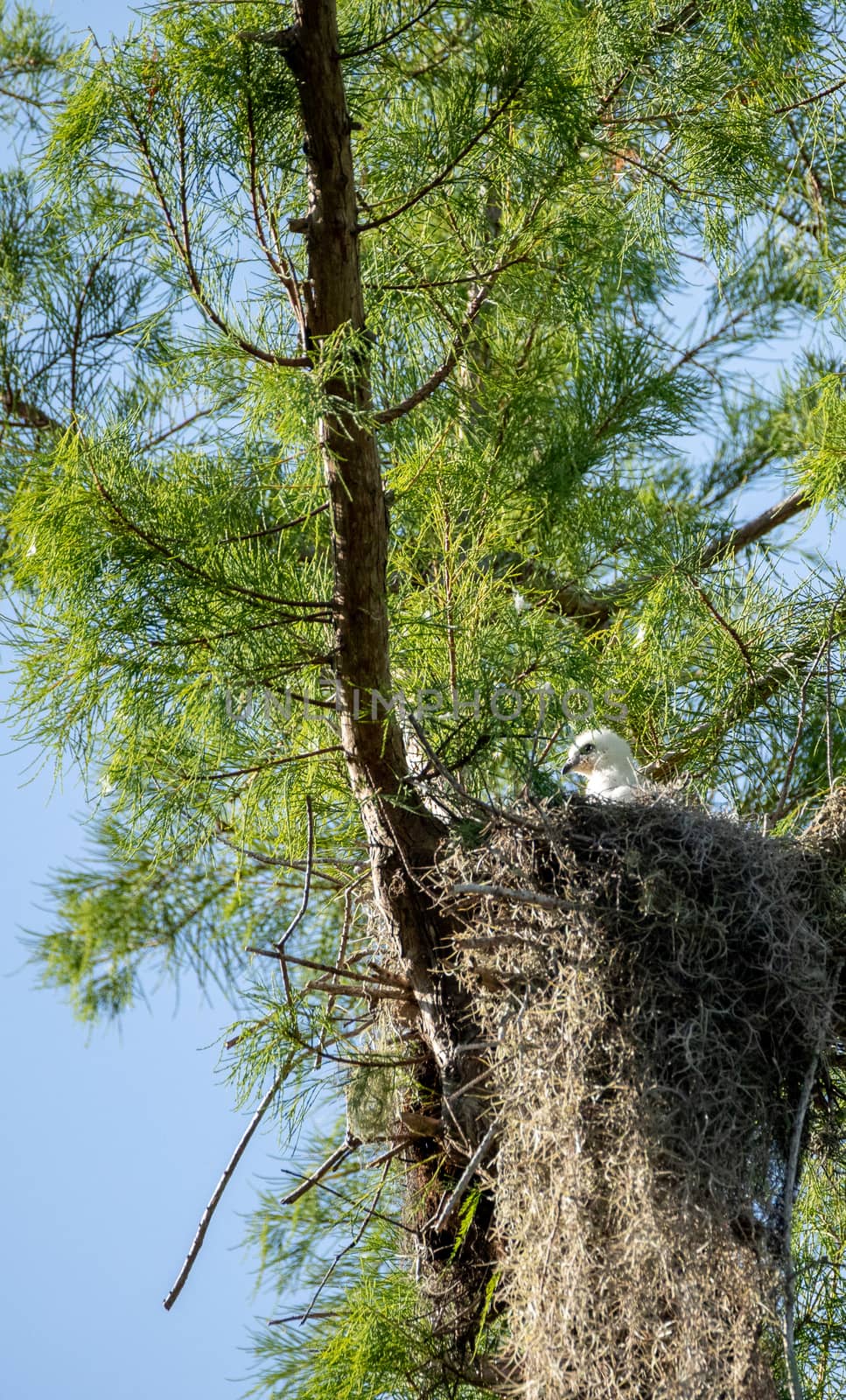 Fuzzy head of a swallow-tailed kite Elanoides forficatus chick in a nest in Naples, Florida