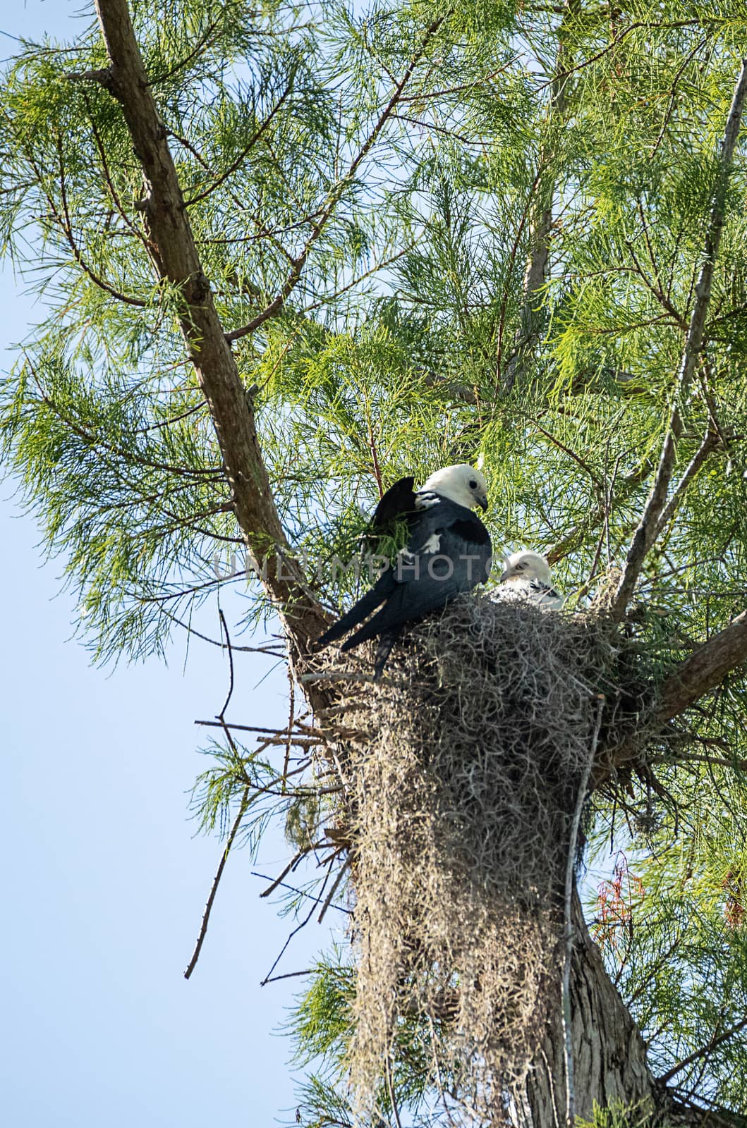 Fuzzy head of a swallow-tailed kite Elanoides forficatus chick in a nest in Naples, Florida