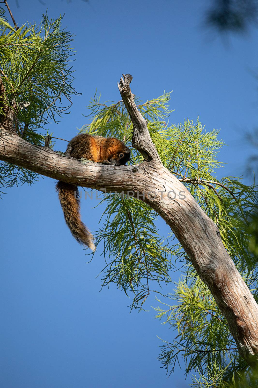 Relaxing big cypress fox squirrel Sciurus niger avicennia rests on a tree branch in summer in Naples, Florida
