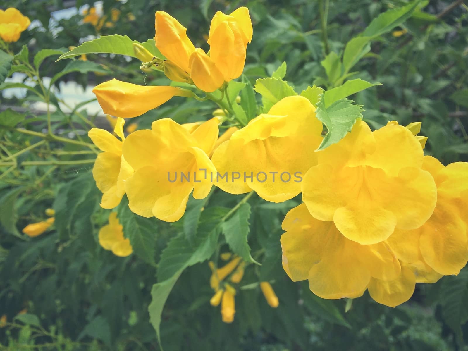 Yellow trumpet flower in nature