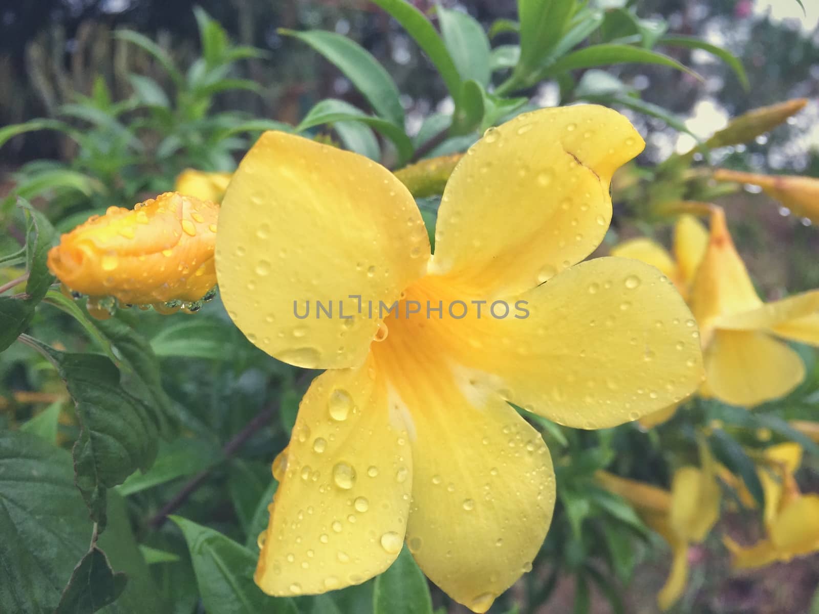 Rain drops Yellow Allamanda flower