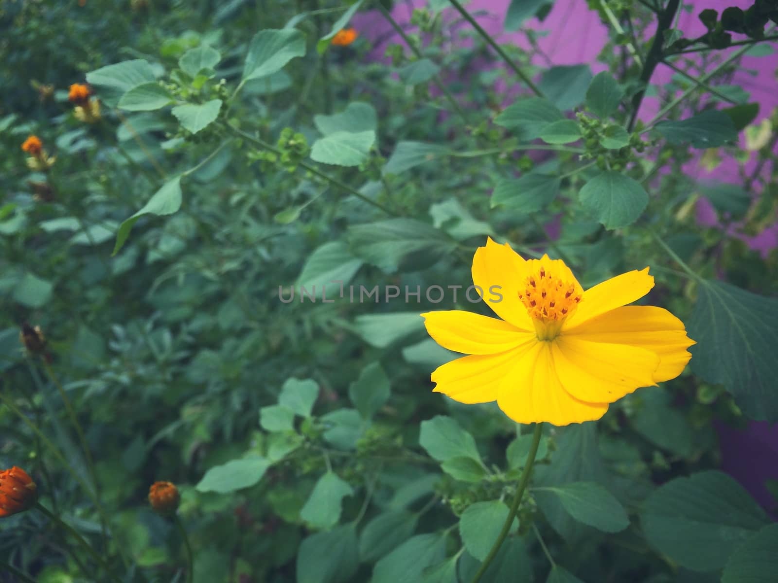 Orange starburst flower