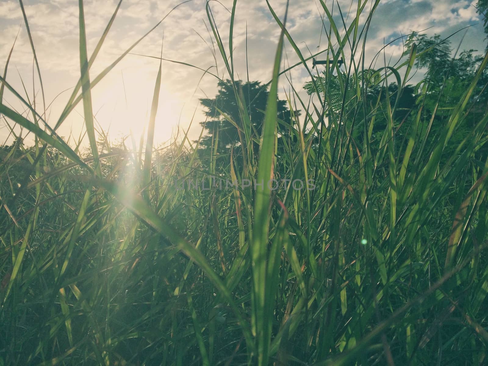 Morning grass on nature