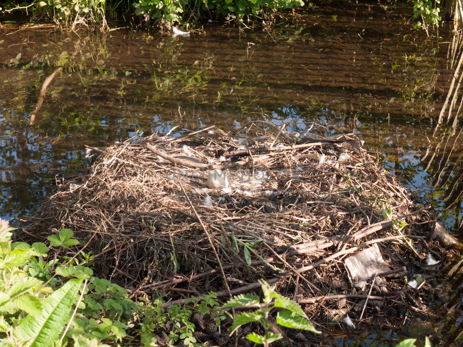 empty mute swan nest with one egg spring time twigs pile; essex; england; uk