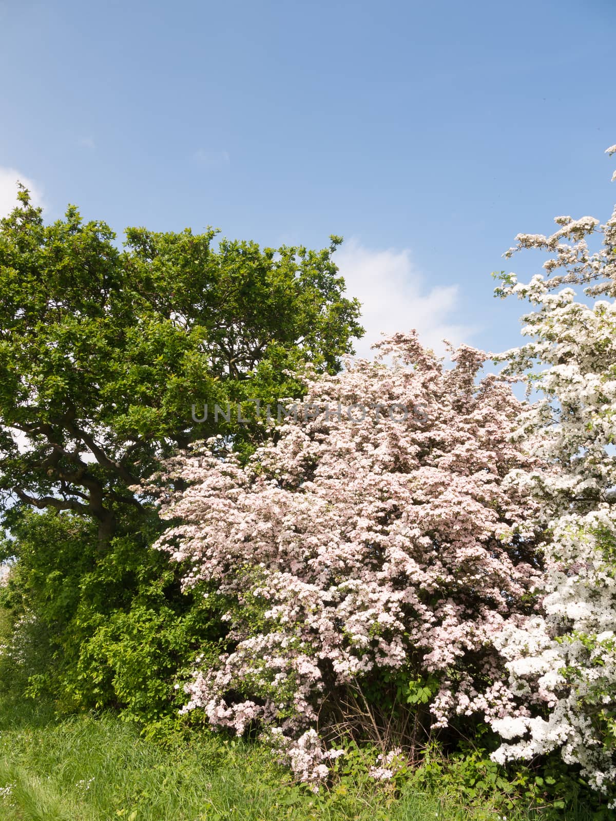 beautiful spring tree with pink white blossom full nature specia by callumrc