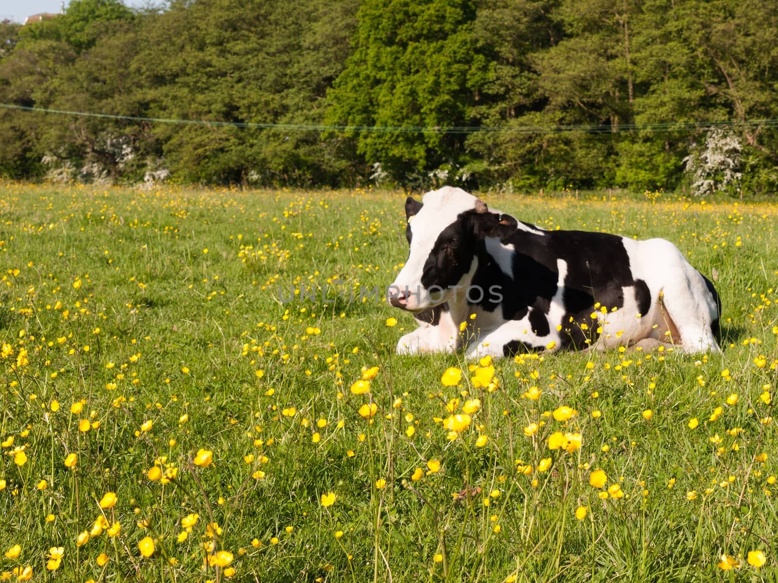 close up portrait and black and white dairy cow in farm field sp by callumrc