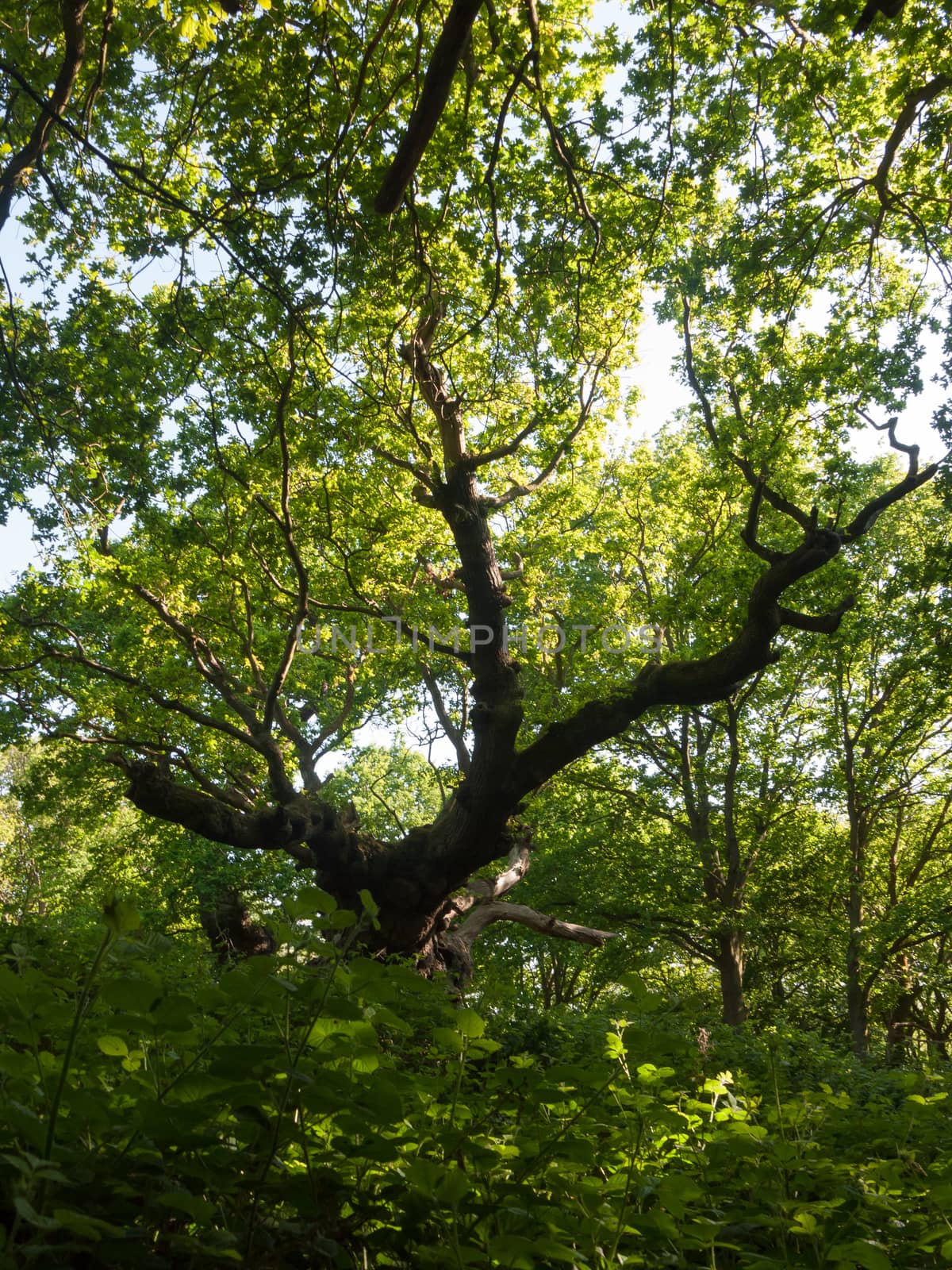 large oak tree trunk side view inside forest canopy overheard ba by callumrc