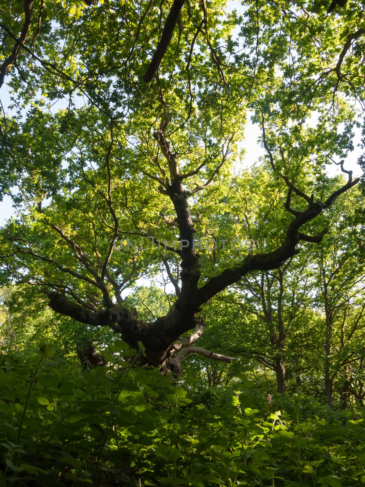 large oak tree trunk side view inside forest canopy overheard background nature; essex; england; uk