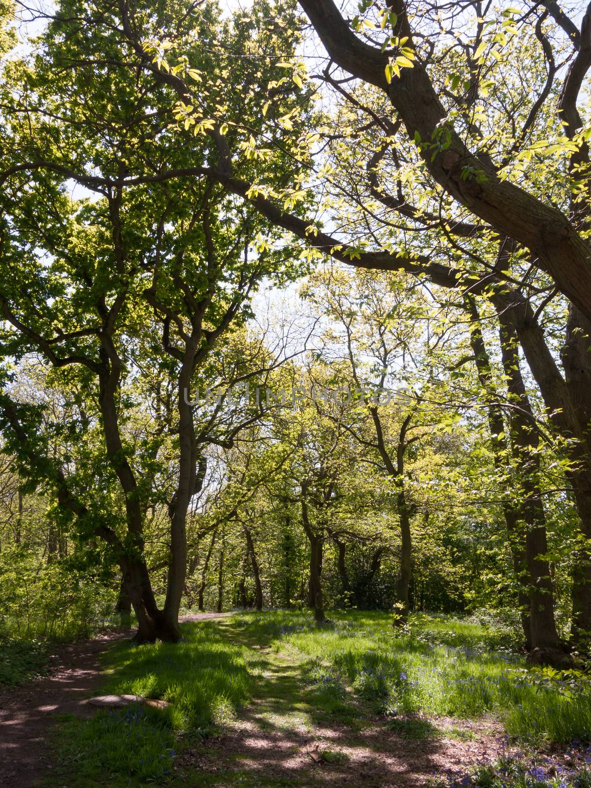 spring woodland grove canopy green trees new fresh growth background; essex; england; uk