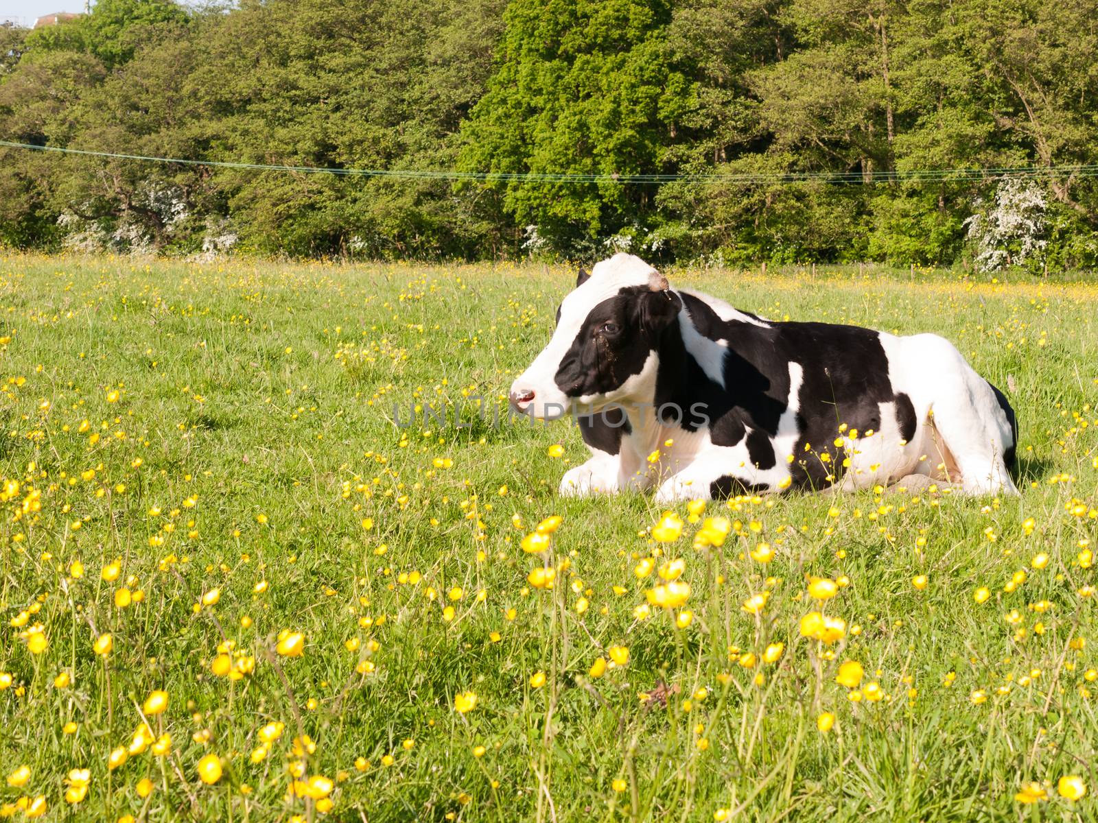 close up portrait and black and white dairy cow in farm field spring; essex; england; uk