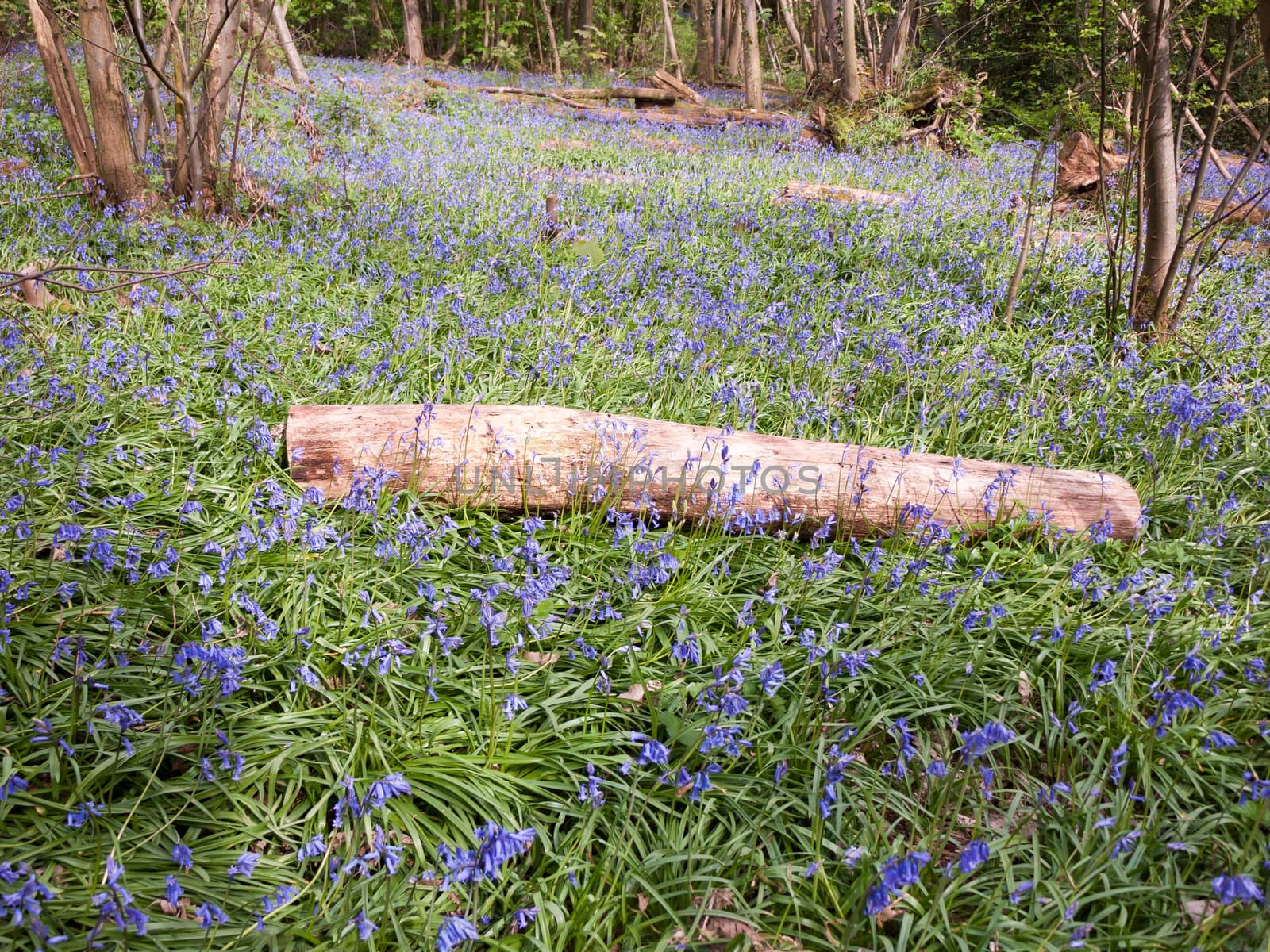 inside forest woodland spring with blue bells flowers across flo by callumrc