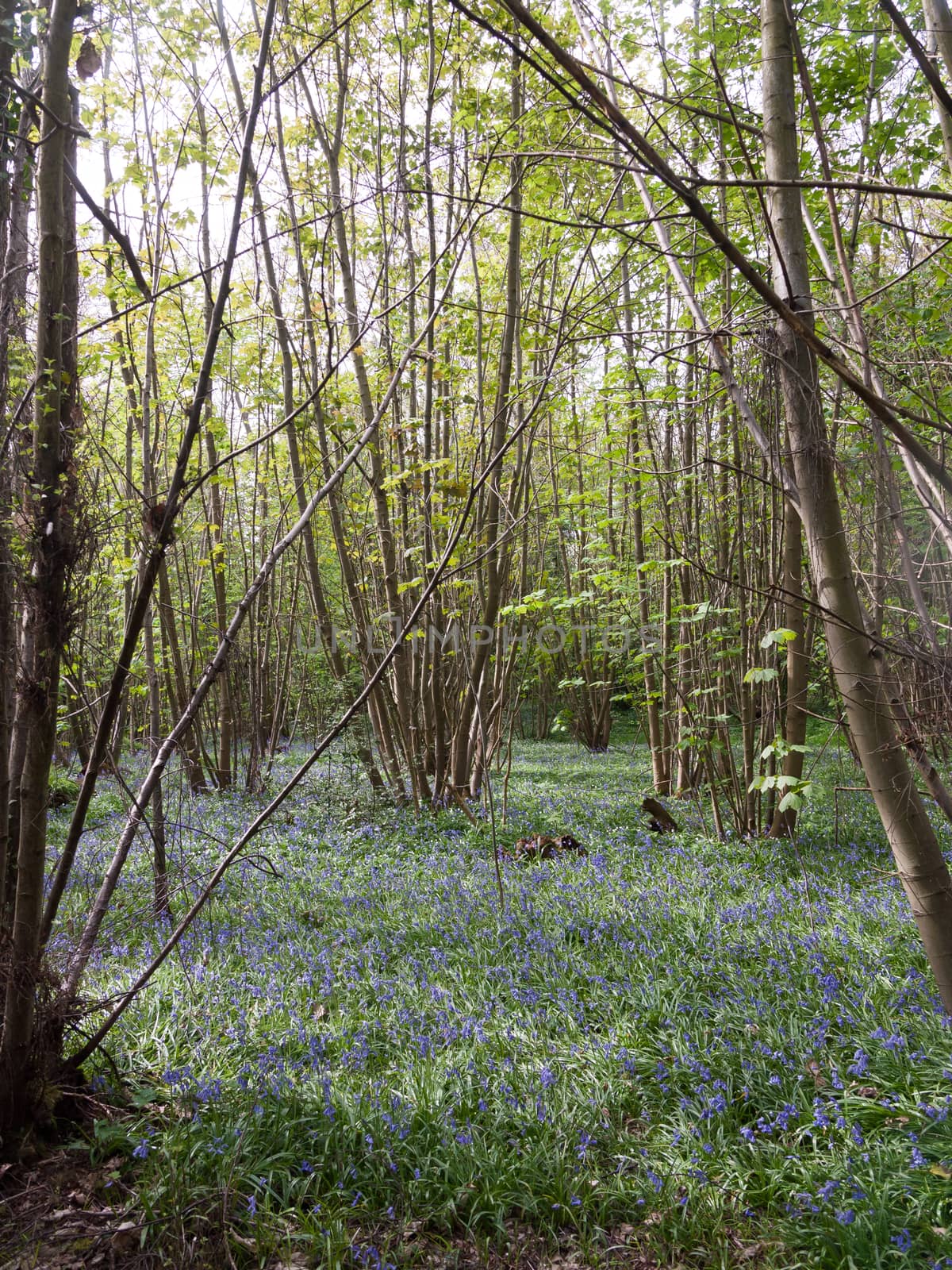 inside forest woodland spring with blue bells flowers across flo by callumrc