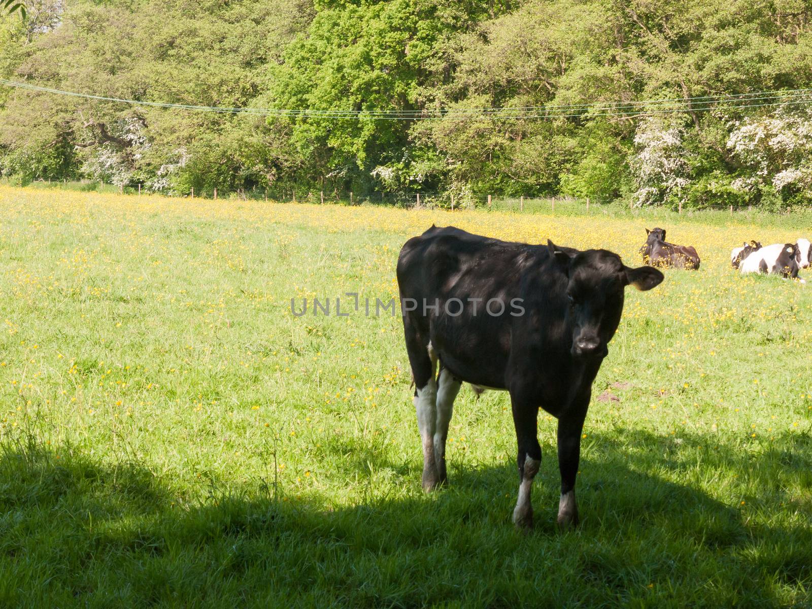 single black cow in field shadow full view portrait spring meat dairy; essex; england; uk