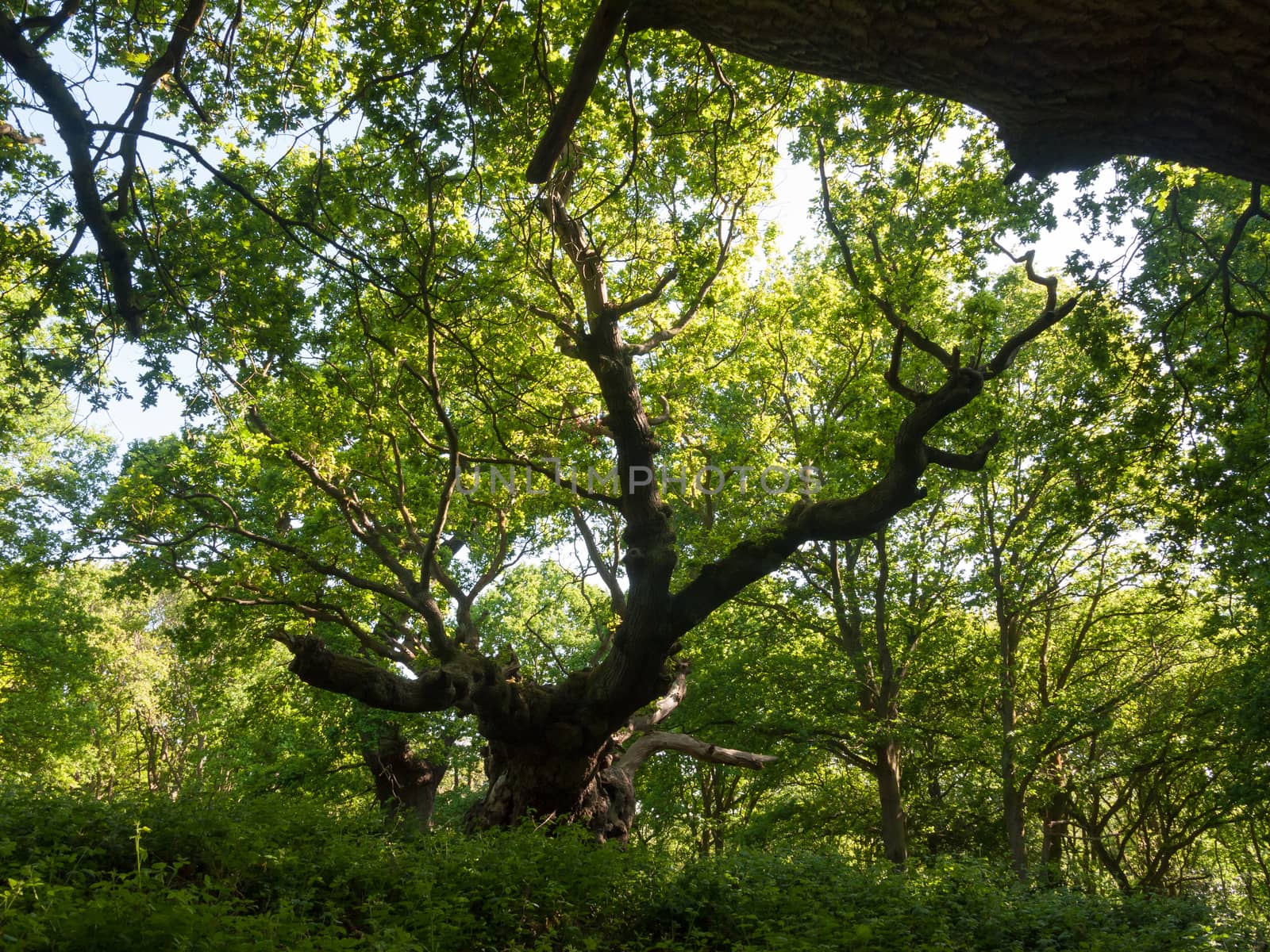 large oak tree trunk side view inside forest canopy overheard ba by callumrc