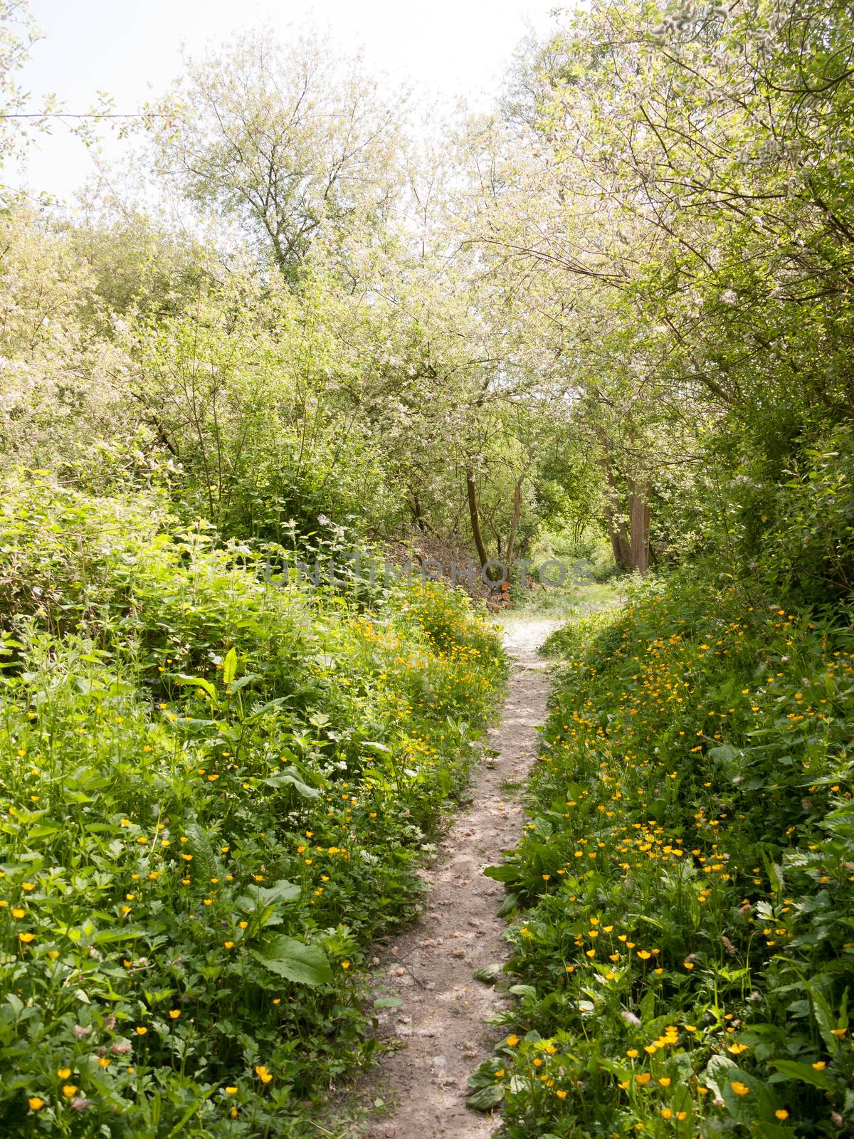 spring footpath passage trek trail through grove meadow wildflow by callumrc