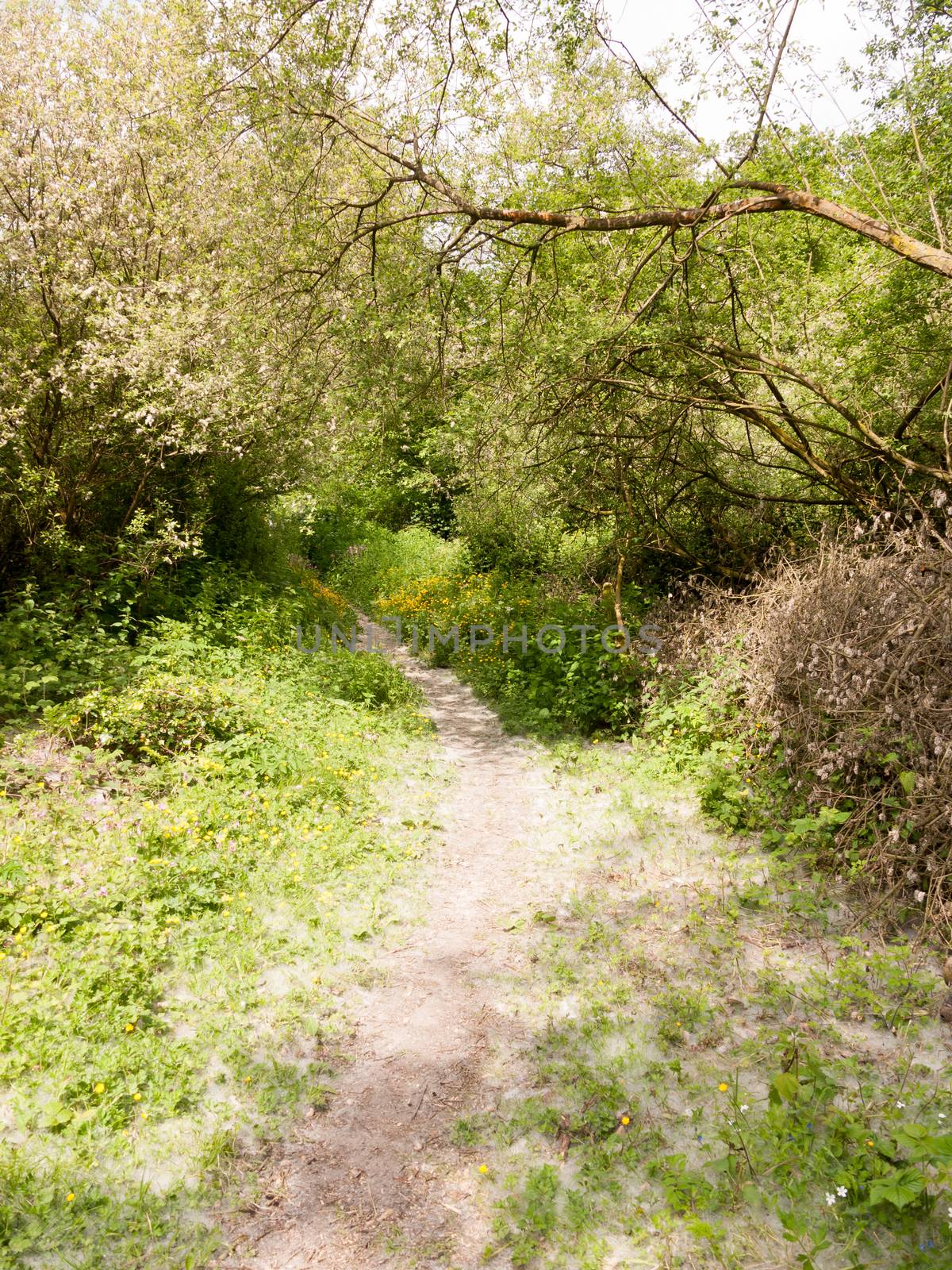 spring footpath passage trek trail through grove meadow wildflow by callumrc