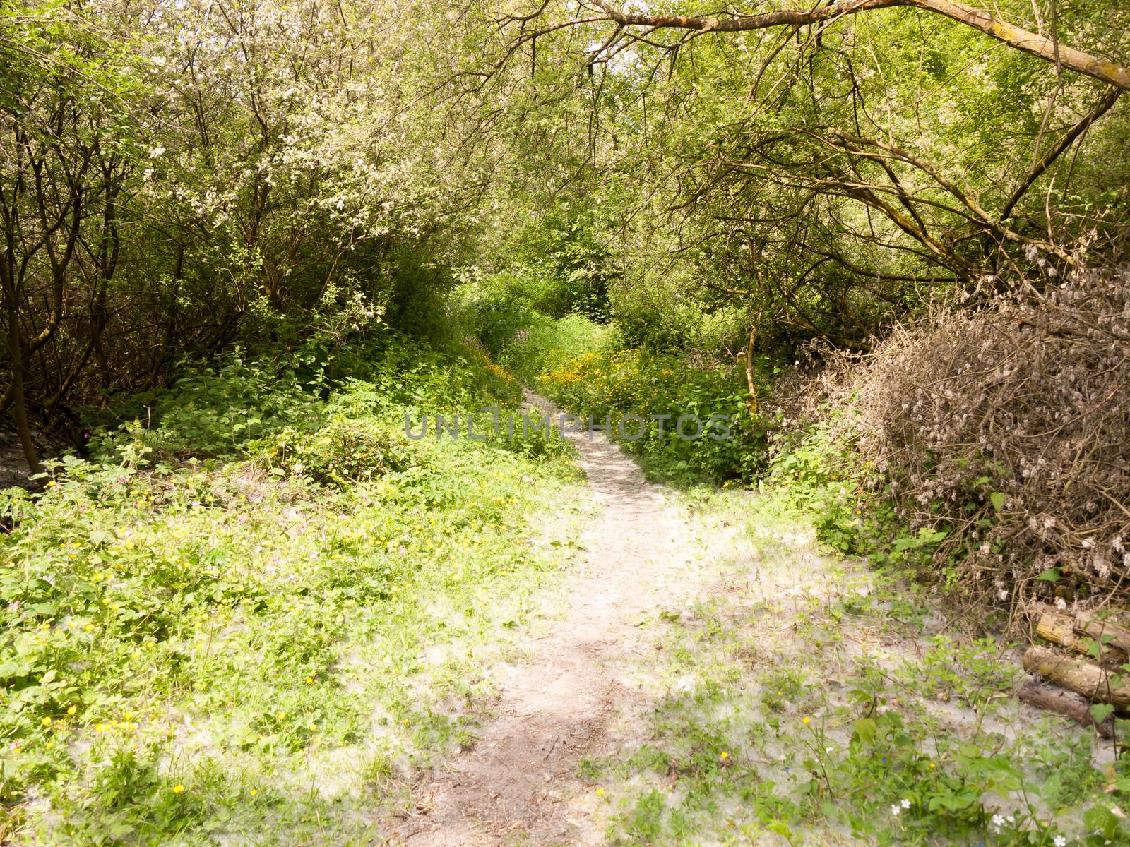 spring footpath passage trek trail through grove meadow wildflowers spring new fresh light day; essex; england; uk