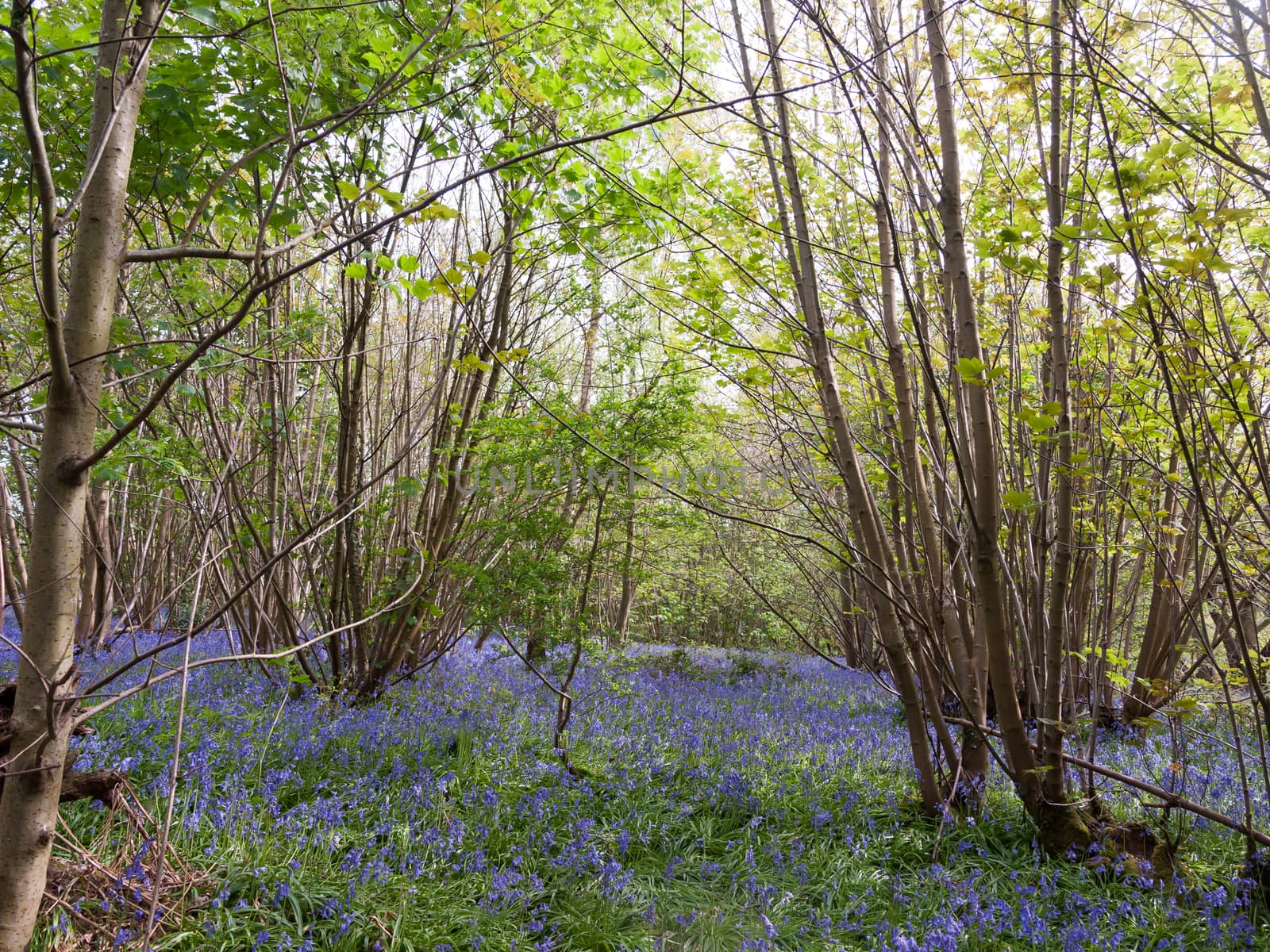 inside forest woodland spring with blue bells flowers across flo by callumrc