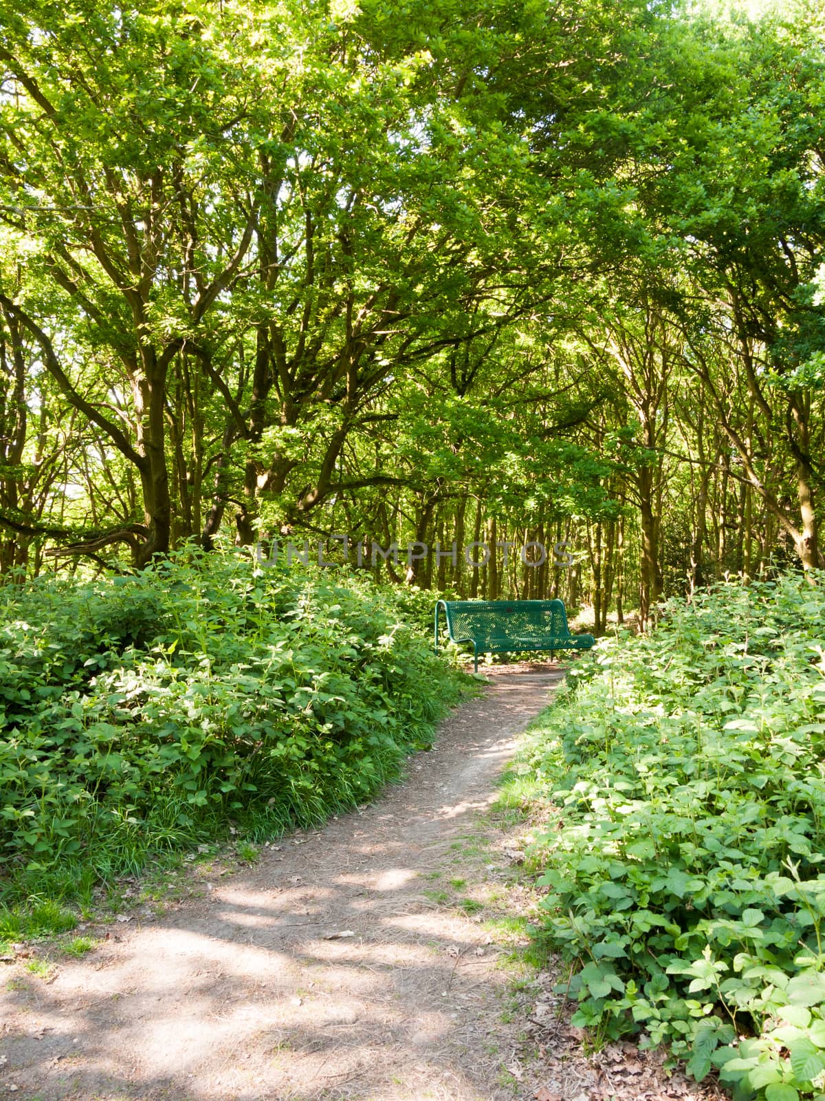 lush woodland landscape background with empty green chair and pa by callumrc