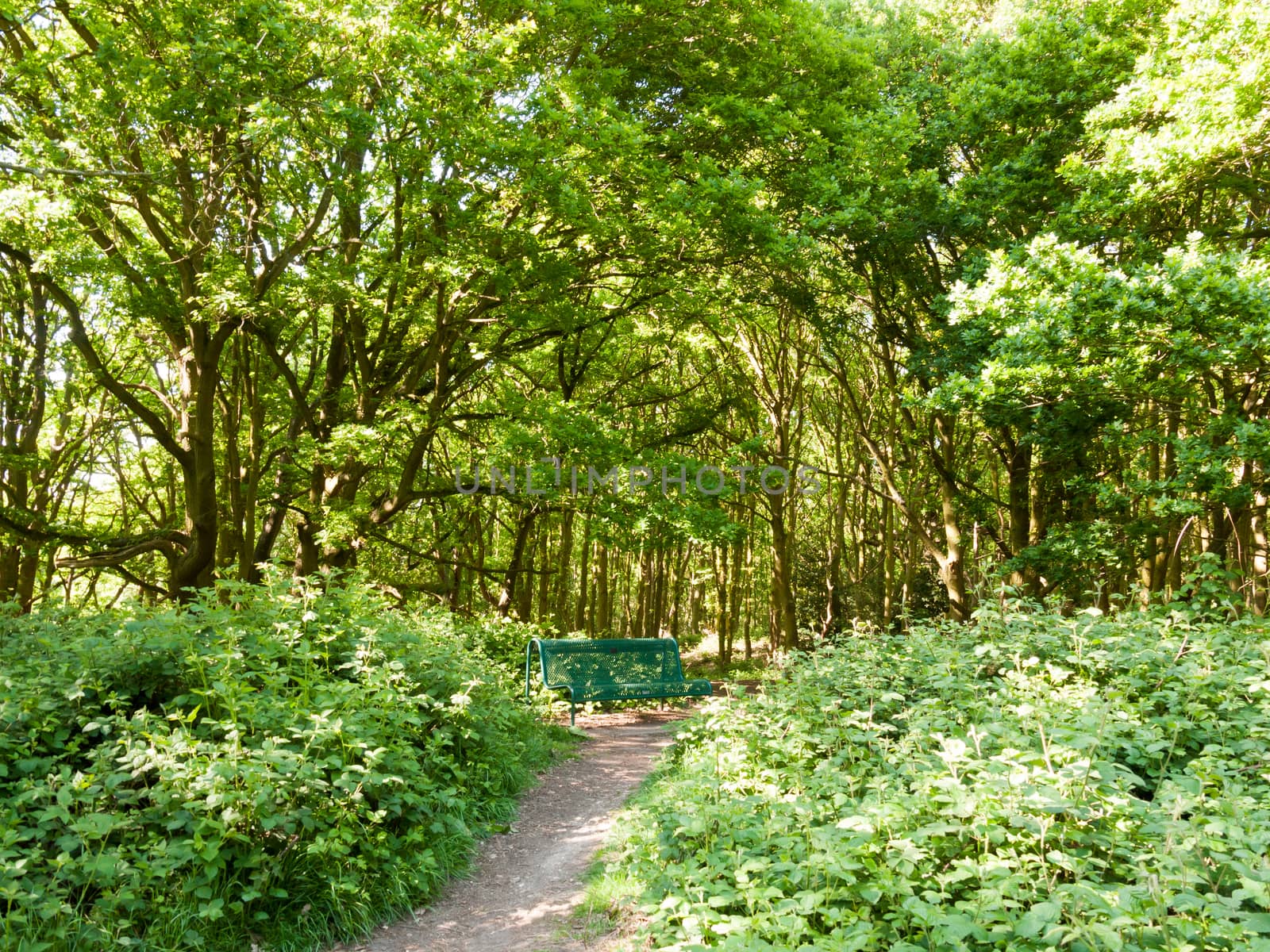 lush woodland landscape background with empty green chair and path; essex; england; uk